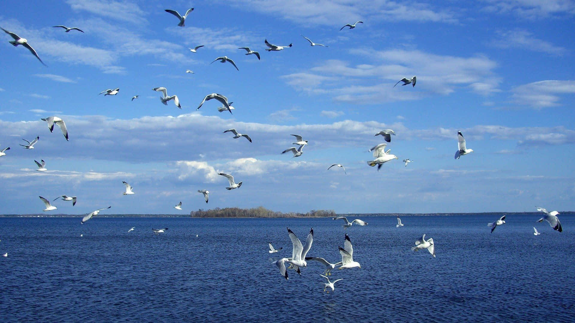 Seagull, ocean, blue sea, Full HD Desktop Wallpaper