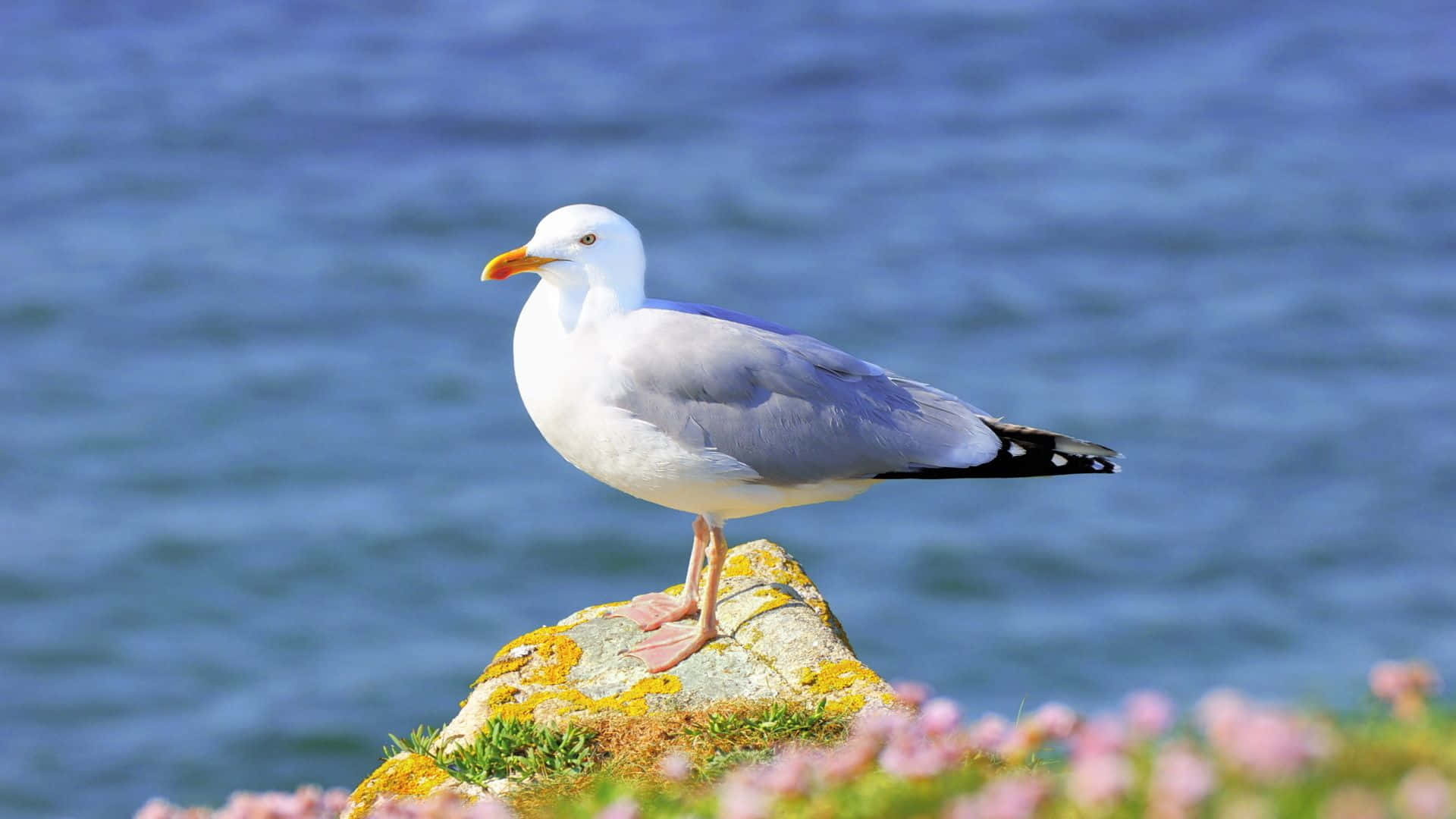 Seagull, blue sky, mossy rock, Full HD Desktop Wallpaper