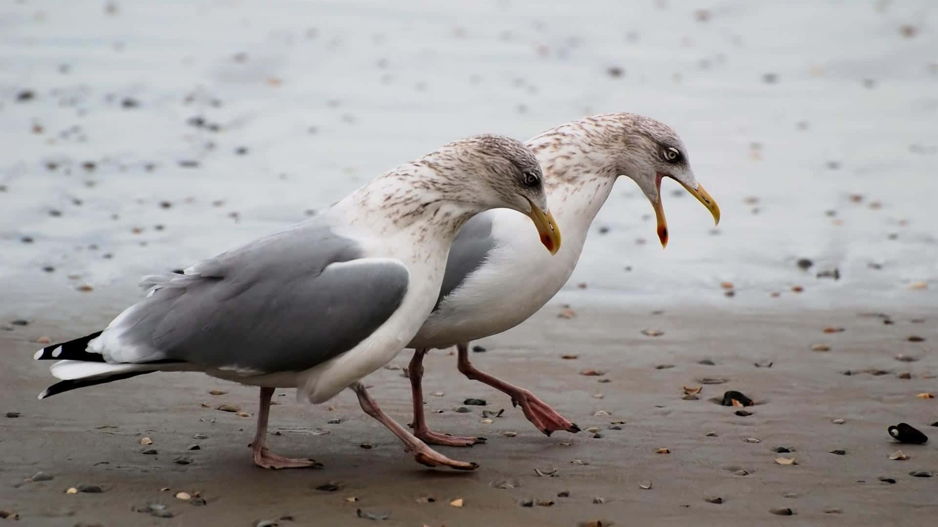 Seagull, ocean, wet sand, Full HD Desktop Wallpaper