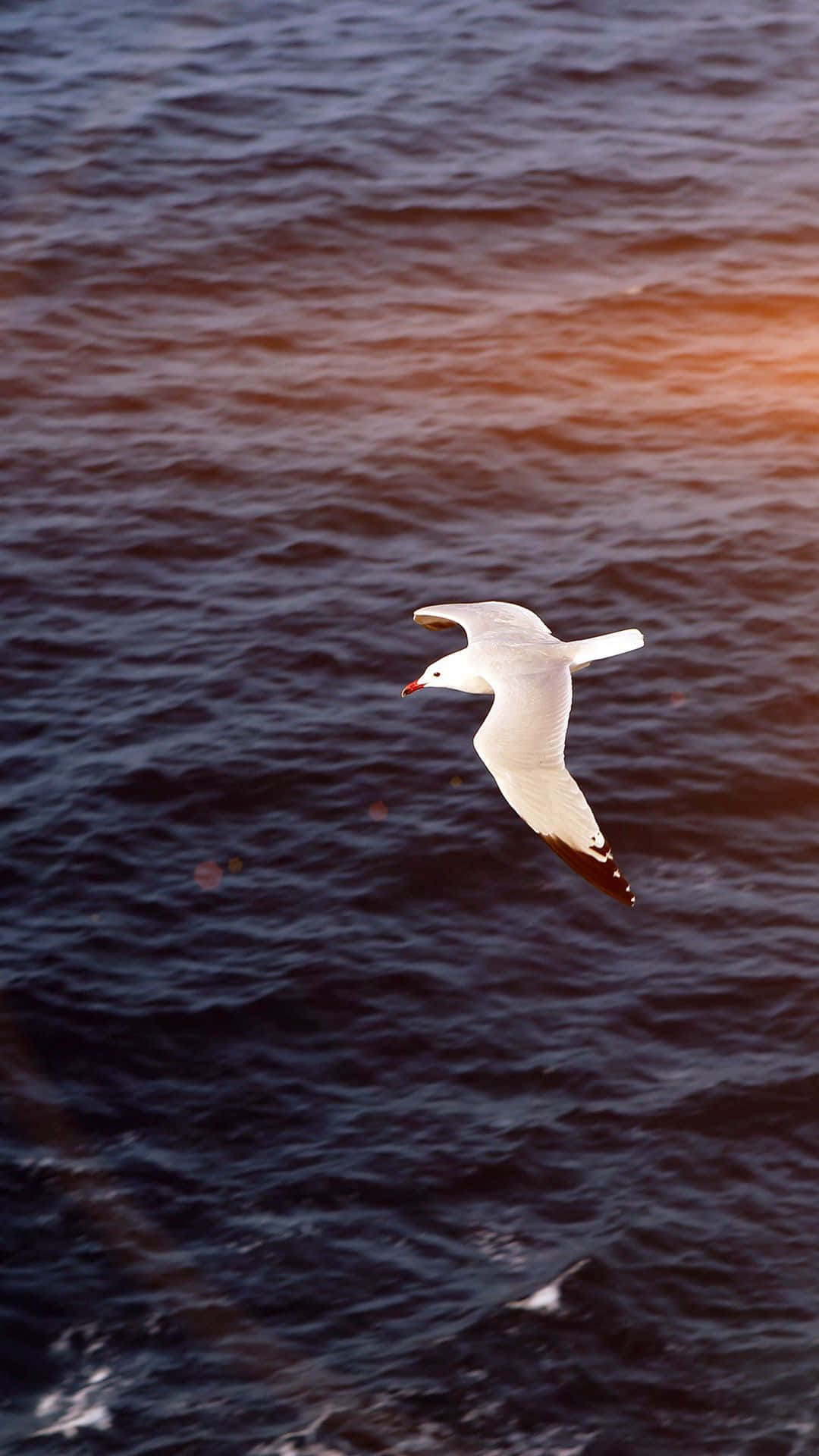 Seagull, sunset, dark water, Full HD Phone Wallpaper