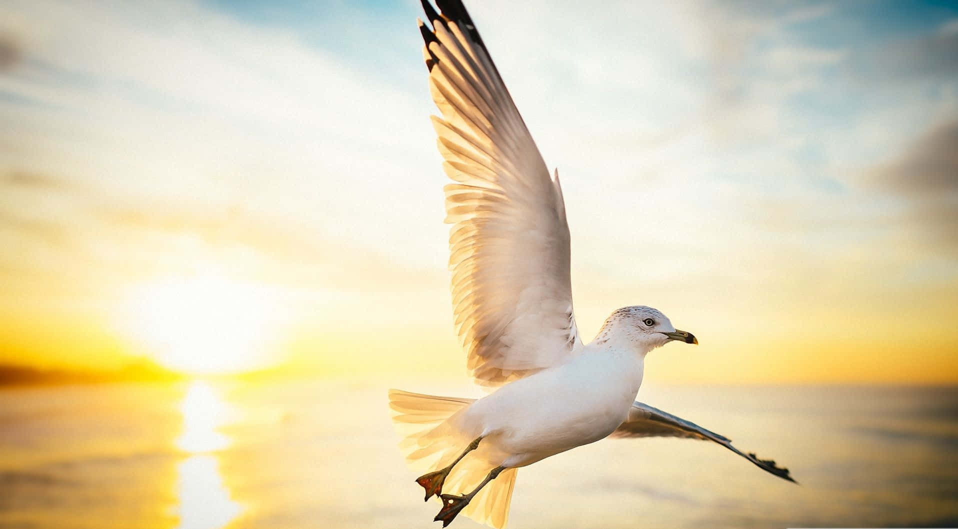 Seagull, golden sunset, calm ocean waters, HD Desktop Wallpaper
