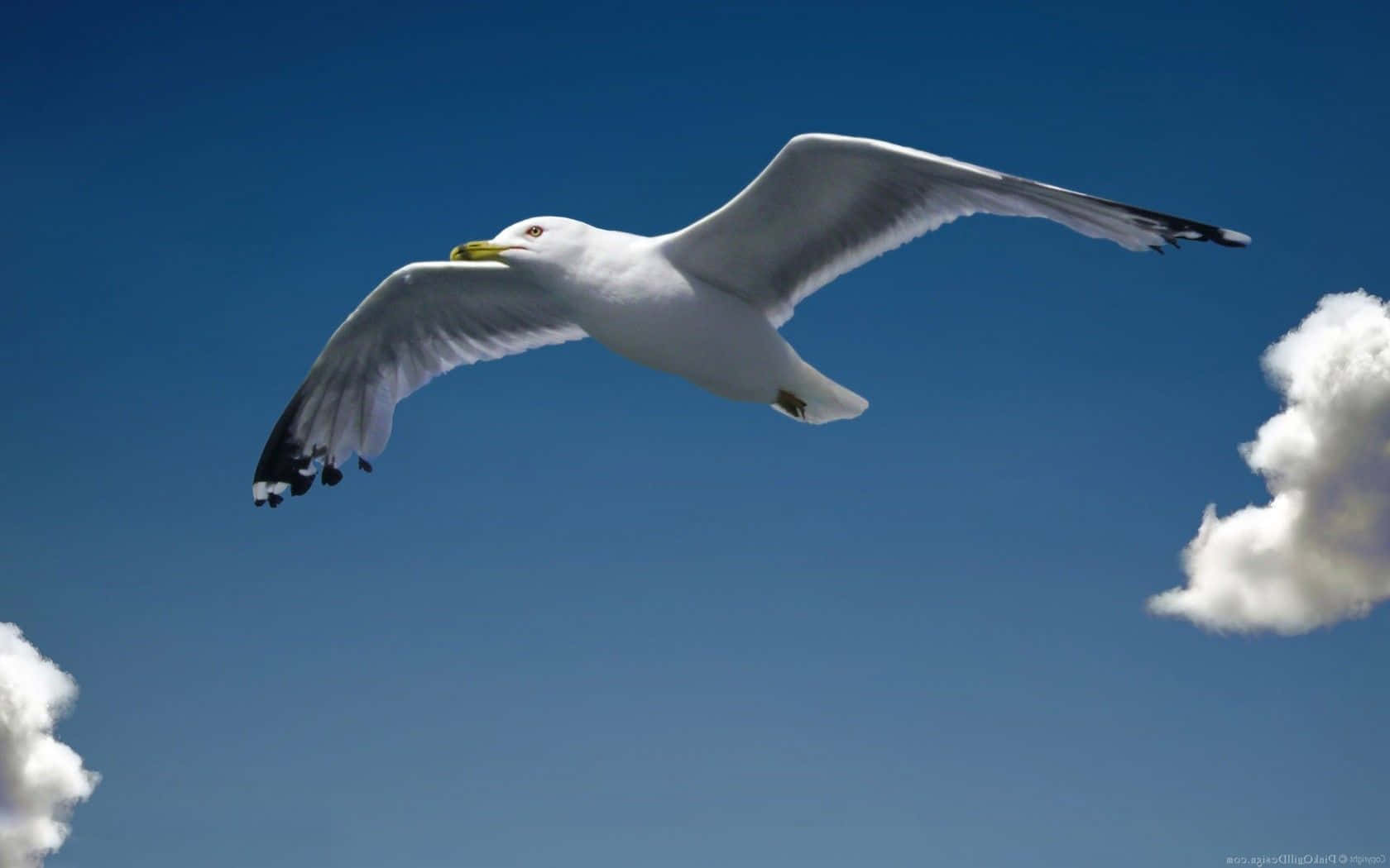 Seagull, white seagull, vivid blue sky, HD Desktop Wallpaper
