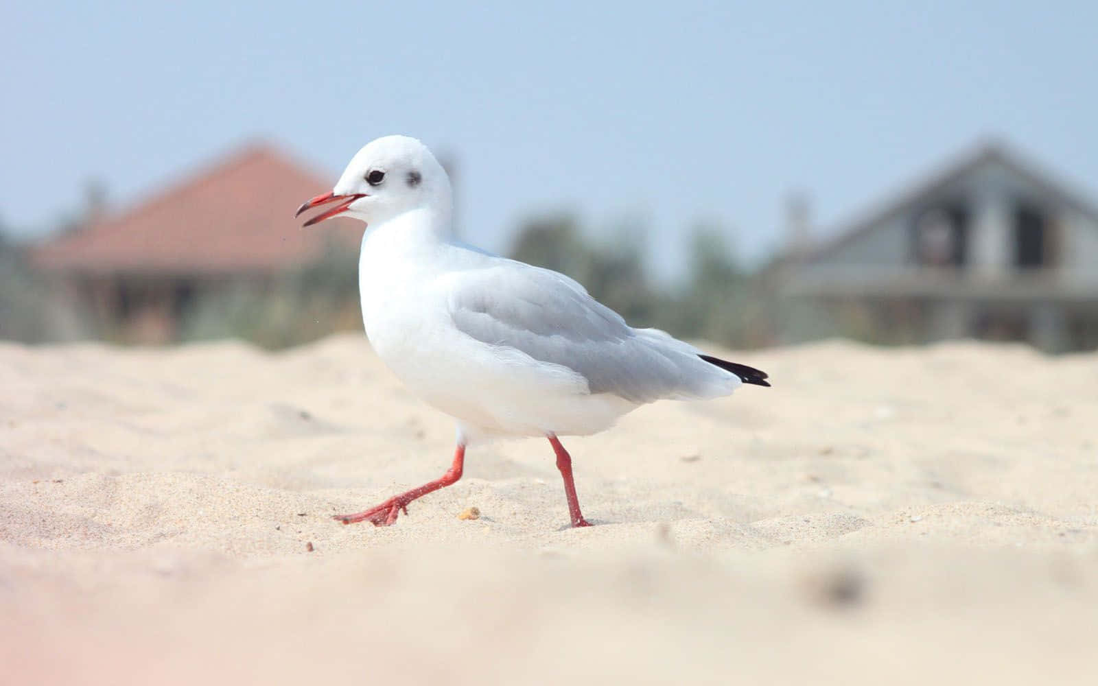 Seagull, white seagull, red legs, HD Desktop Wallpaper