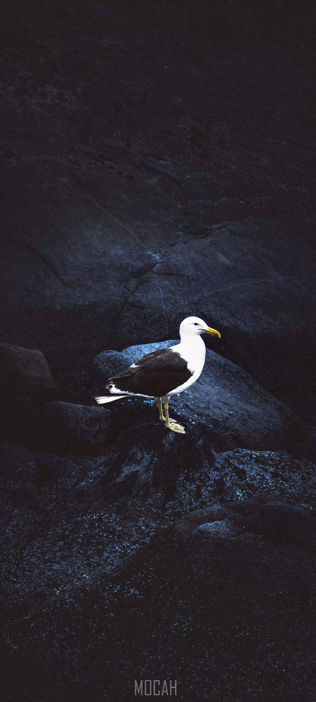 Vivo V20, Seagull, dark wet rocks, Full HD Phone Wallpaper