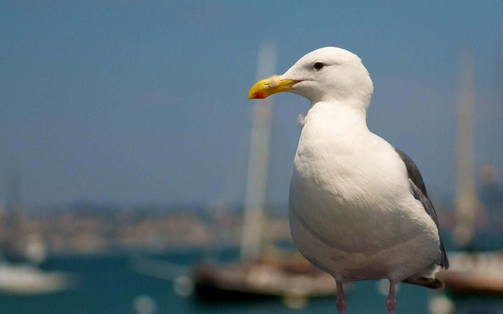 Seagull 1600 x 1000, white seagull, yellow beak, HD Desktop Wallpaper