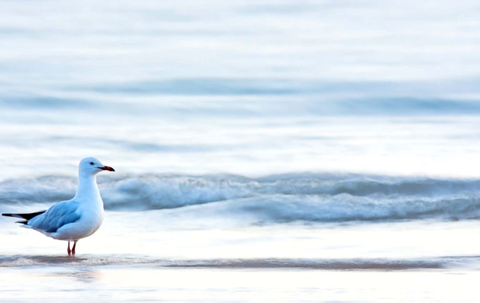 seagull, shallow water, gentle waves, HD Desktop Wallpaper