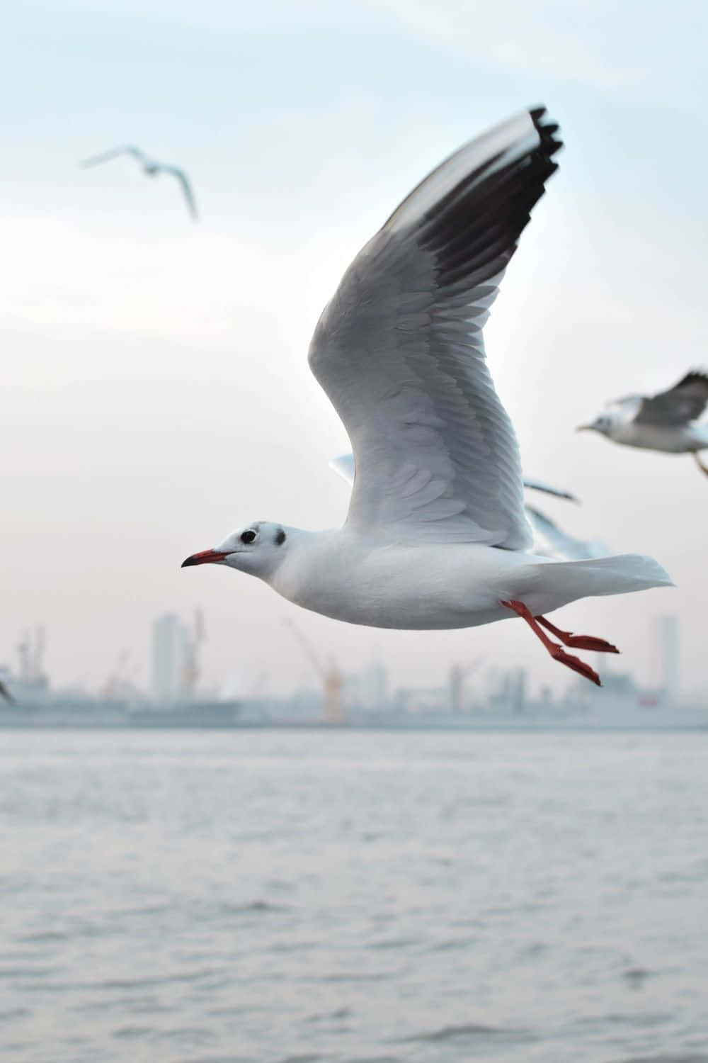 Seagull, calm water, hazy city skyline, HD Phone Wallpaper