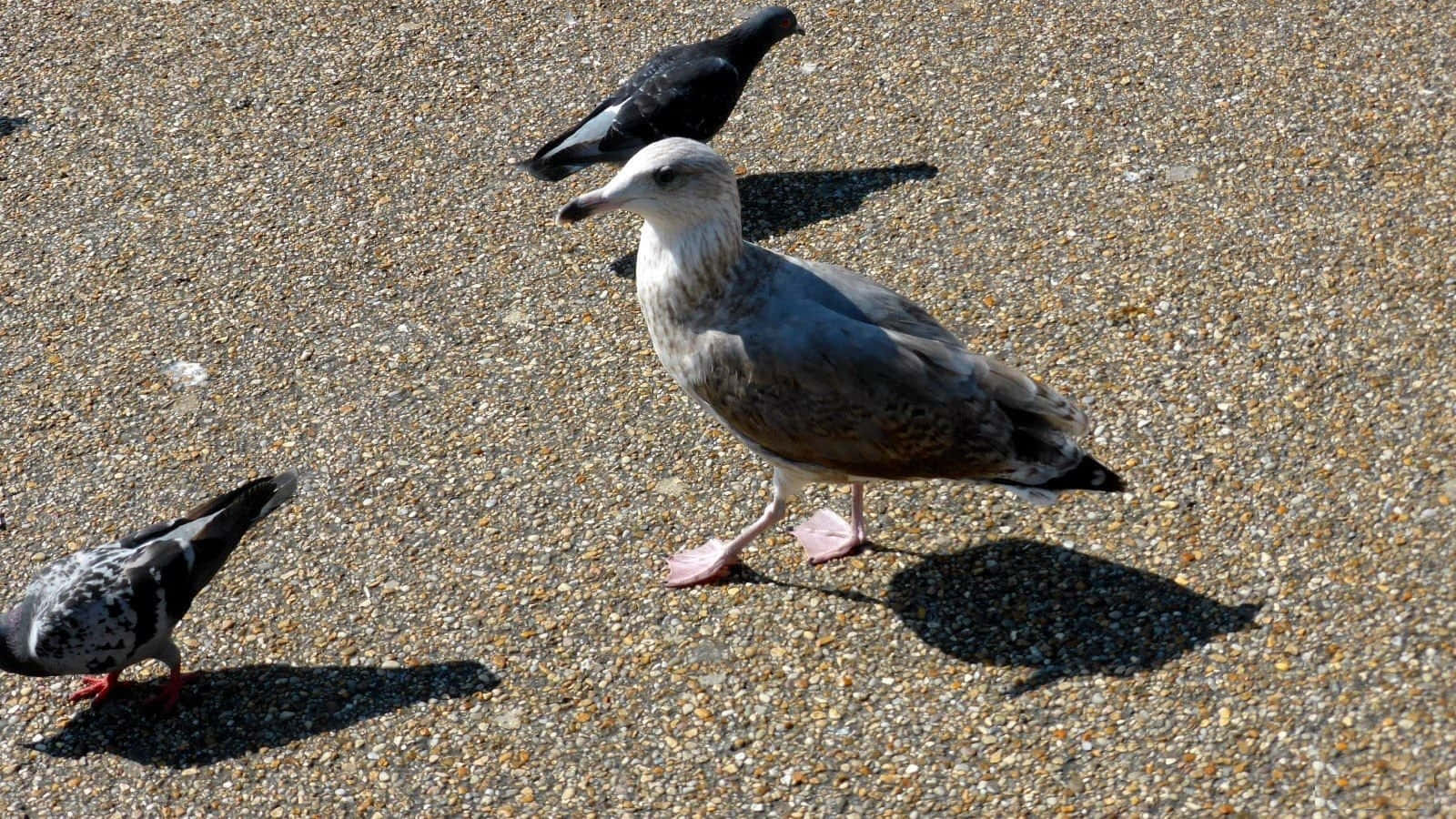 Seagull 1600 x 900, blue sky, sunlit gravel pavement, HD Desktop Wallpaper
