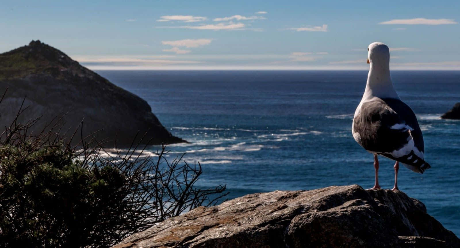 Seagull 1600 x 862, seagull, sunlit cliff, HD Desktop Wallpaper