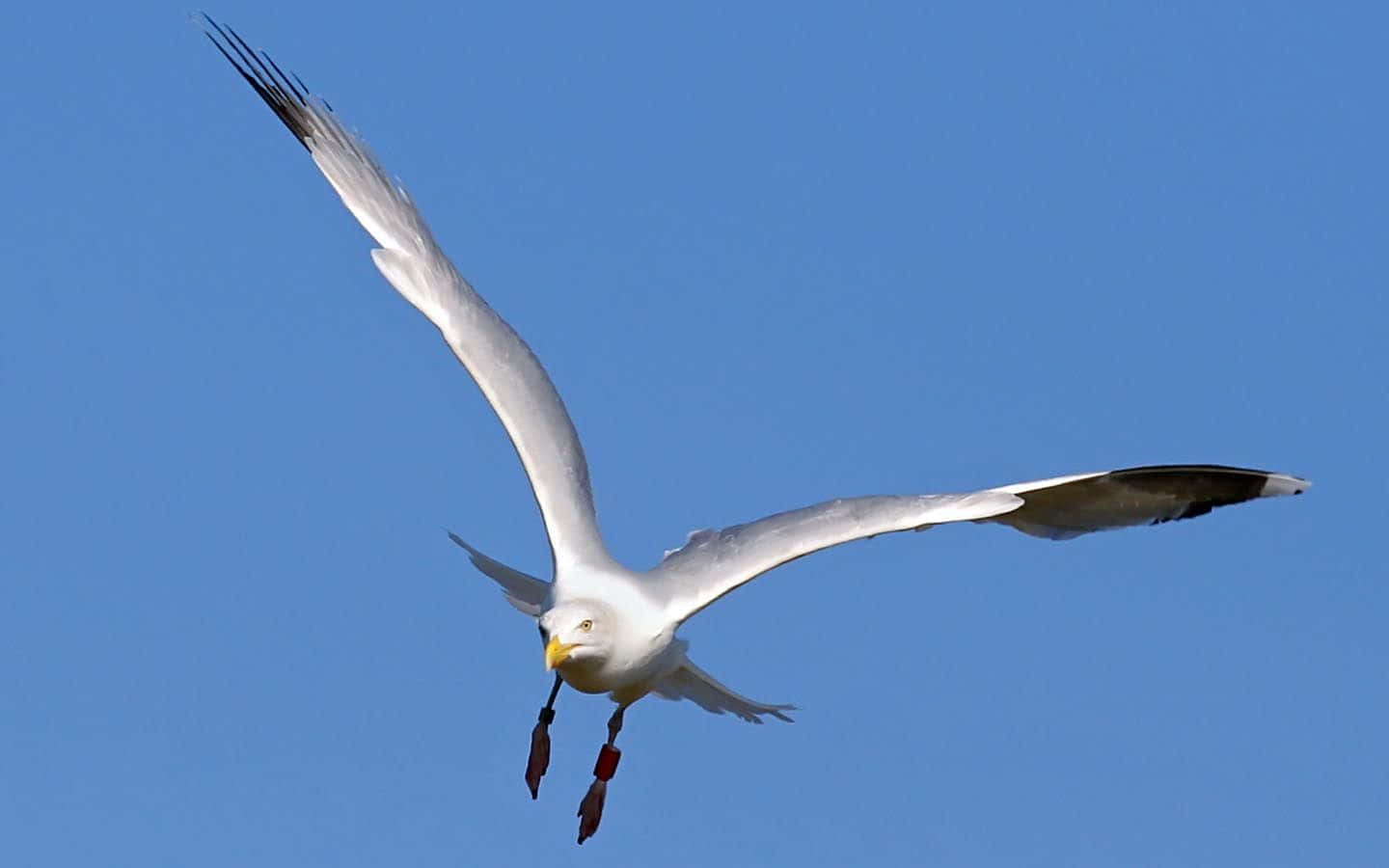 Seagull, clear blue sky, wings spread wide, HD Desktop Wallpaper