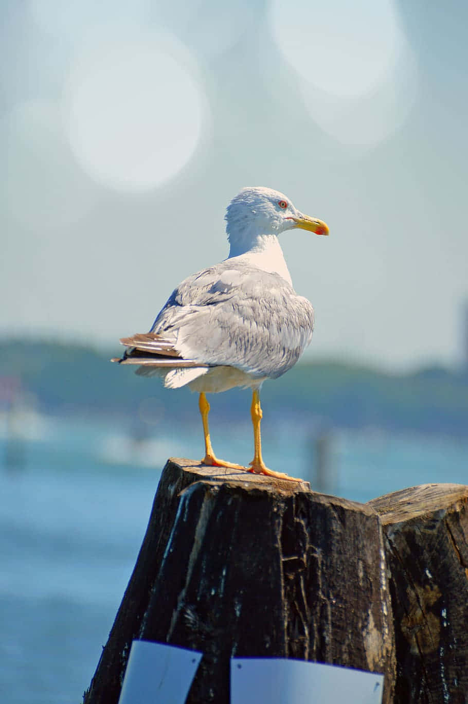 Seagull 910, 1369, weathered wooden post, HD Phone Wallpaper
