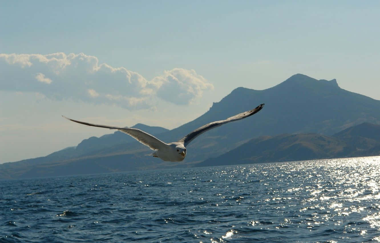 Seagull, ocean waves, sunlit, HD Desktop Wallpaper