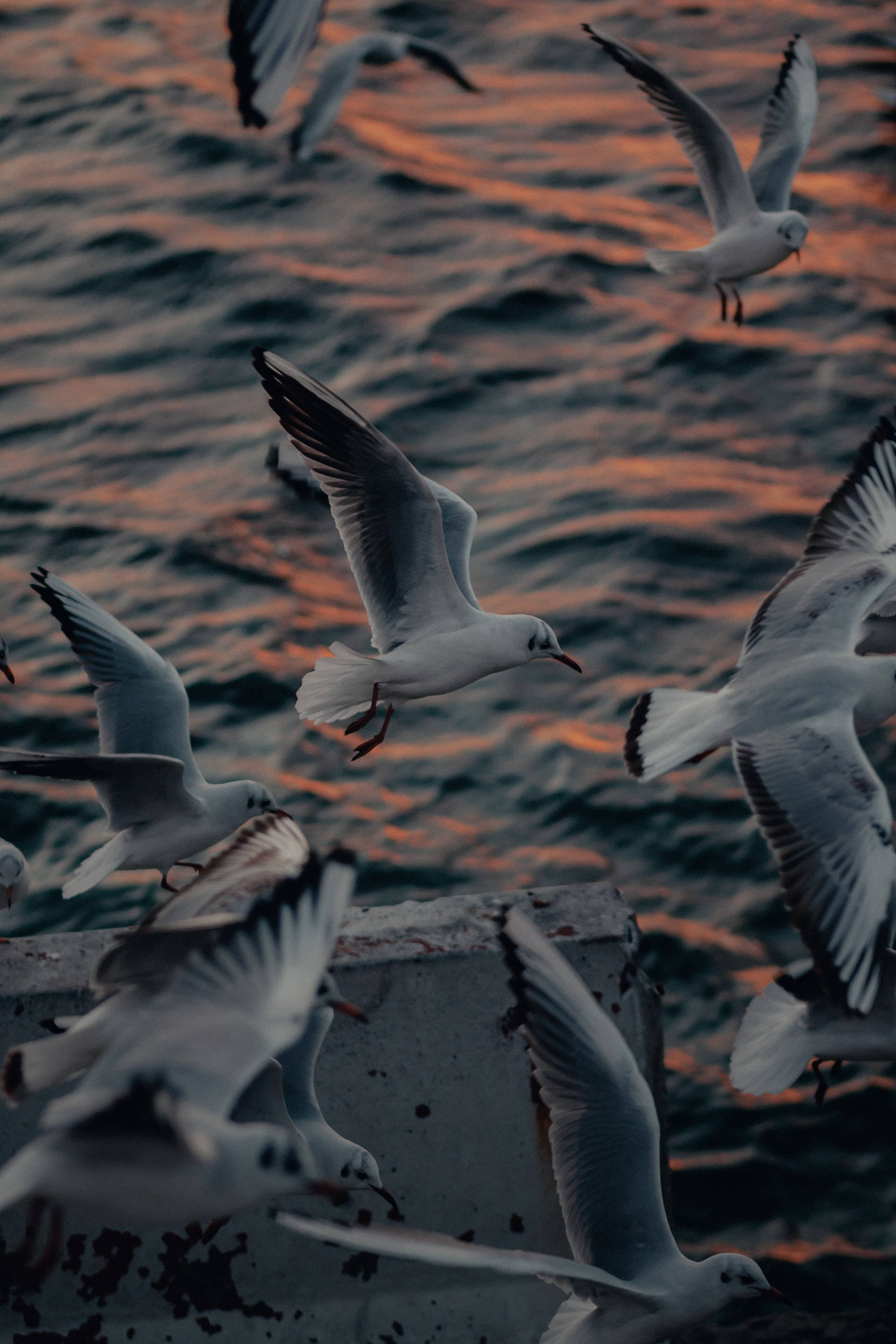 Seagull, sea, sunset, 2K Phone Wallpaper