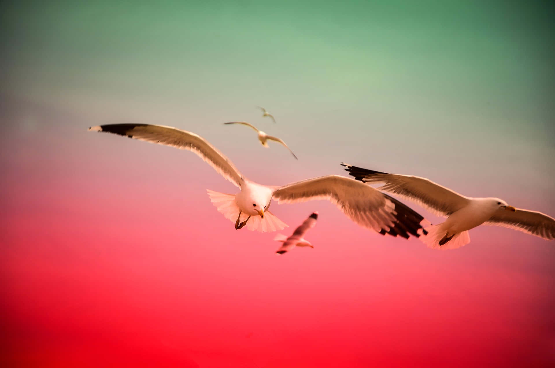 seagulls, red sky, vibrant gradient sky, Full HD Desktop Wallpaper