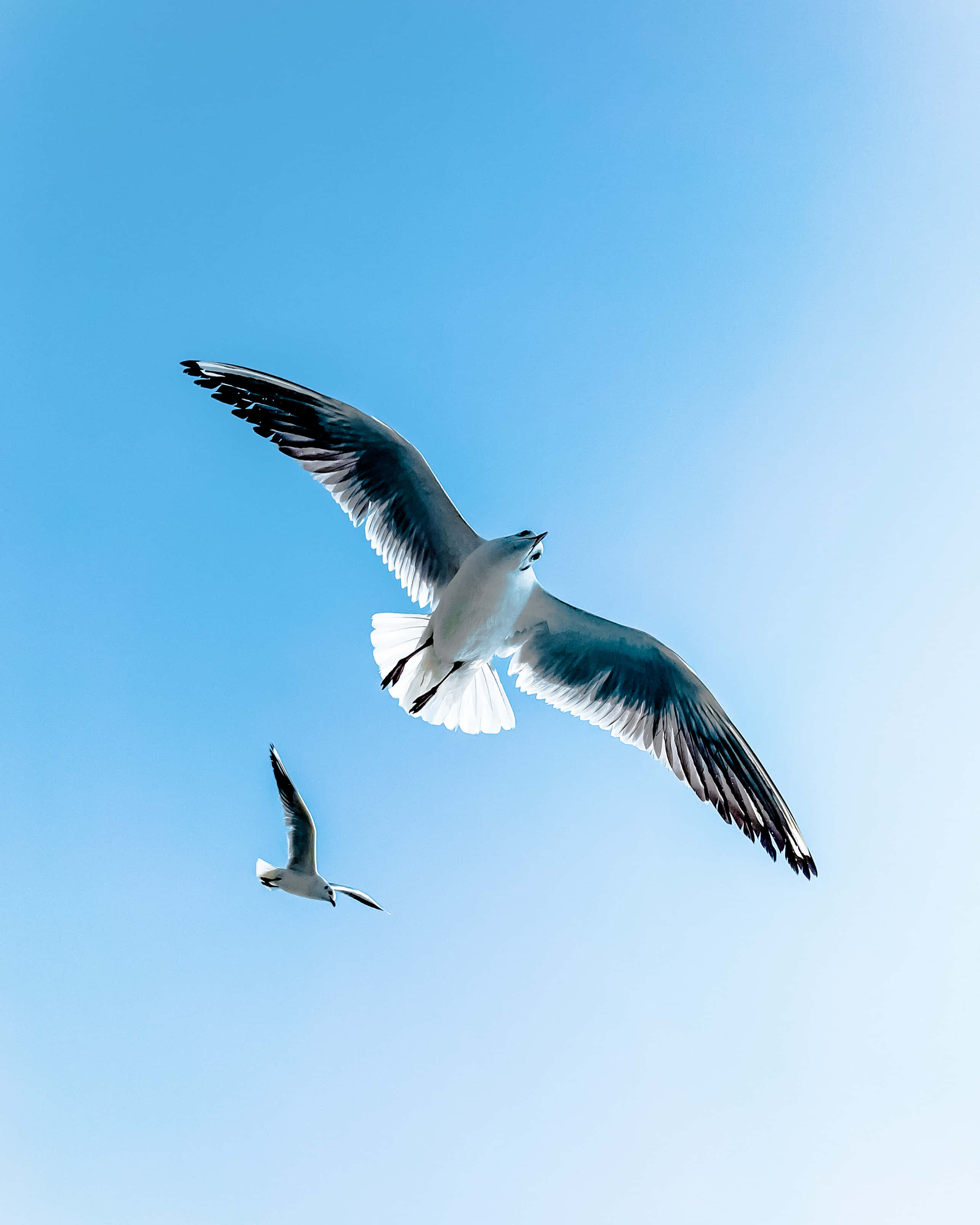 seagulls, vast clear blue sky, wings spread wide, 2K Phone Wallpaper