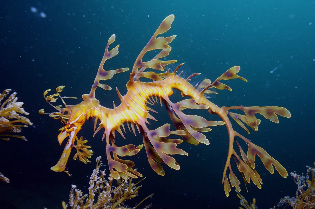 Seahorse