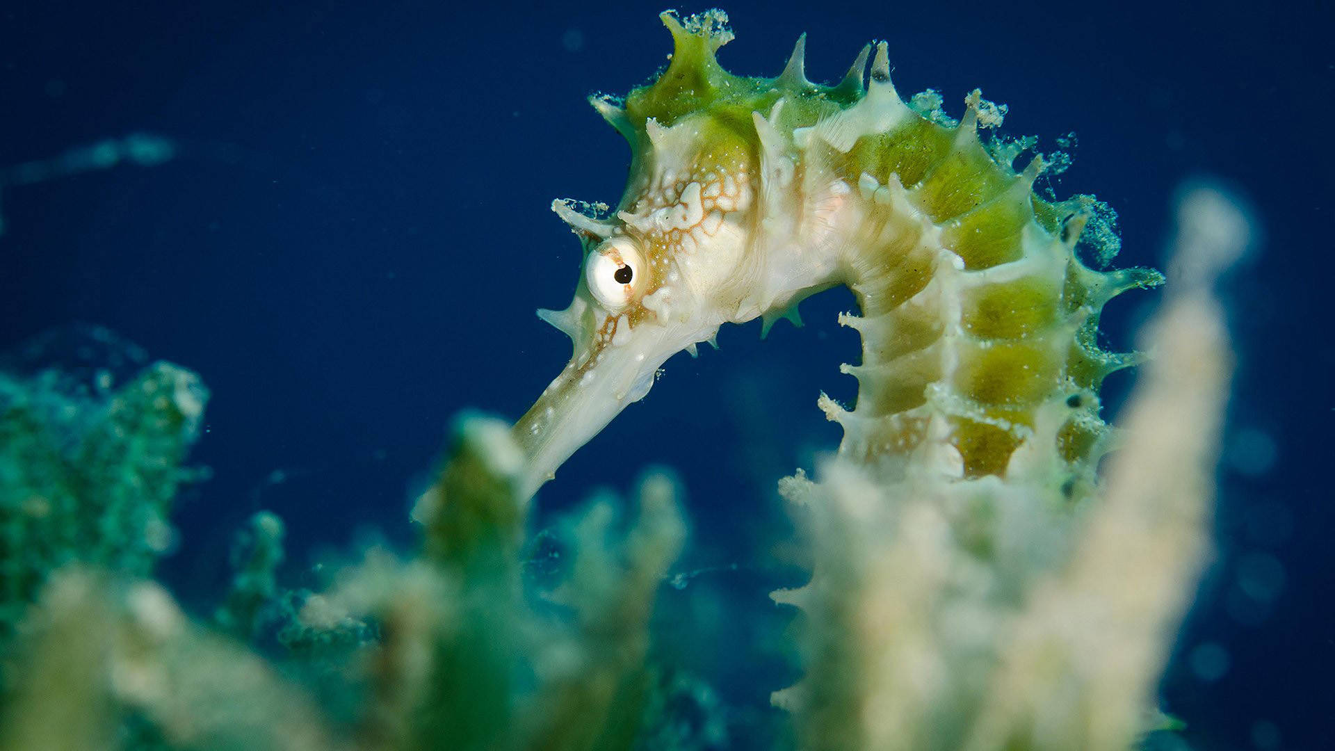 green lined seahorse, spiky fins, soft coral, Full HD Desktop Wallpaper