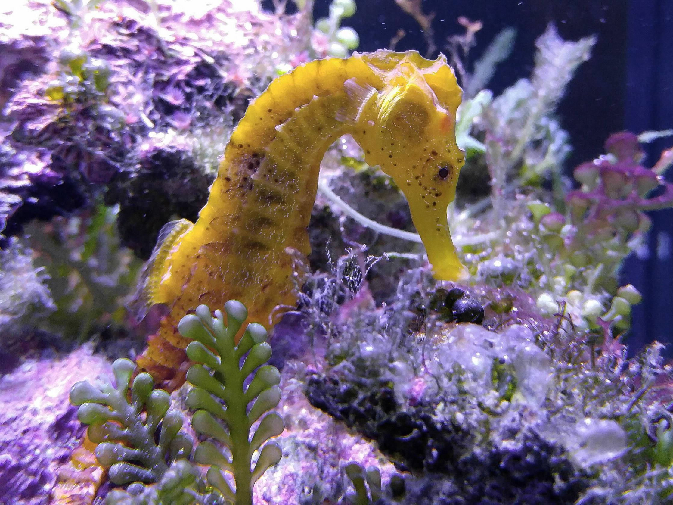 cute yellow seahorse, vibrant yellow, purple and green coral, Full HD Desktop Wallpaper