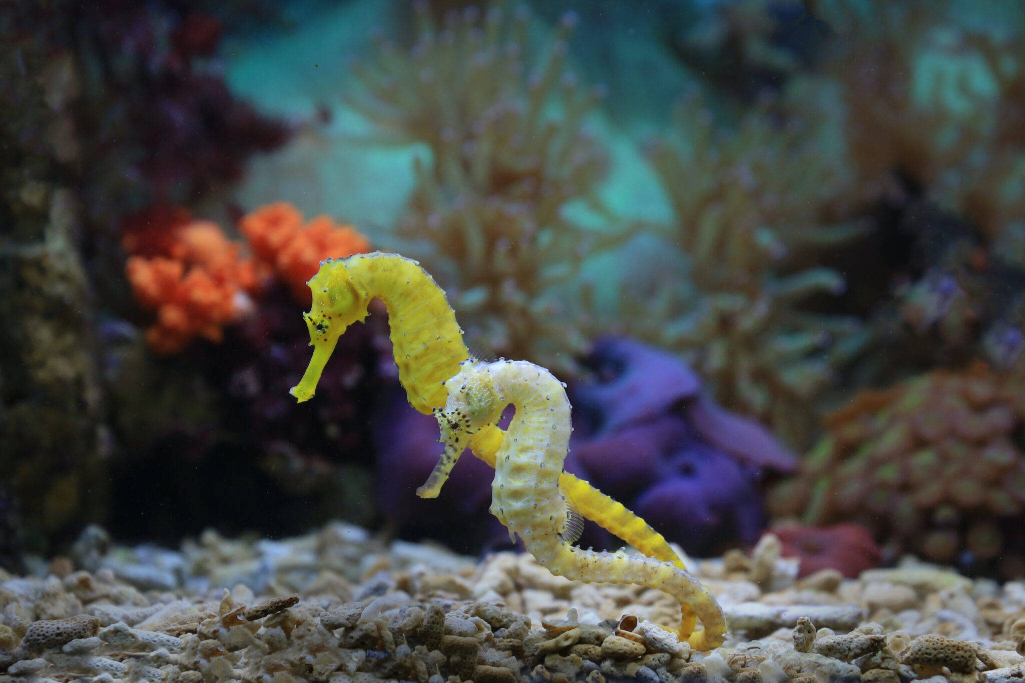 two tiny seahorses, vibrant yellow, gravelly ocean floor, Full HD Desktop Wallpaper