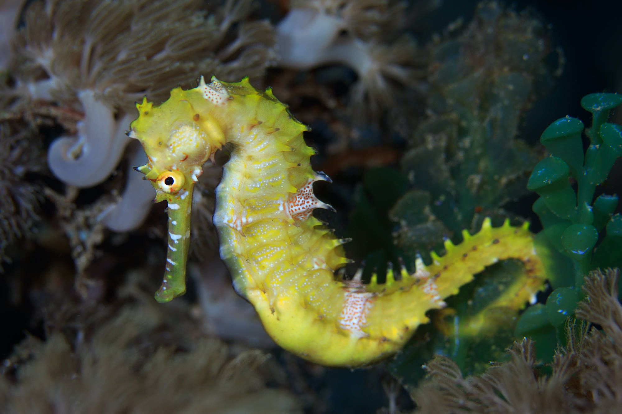 miniature yellow seahorse, vibrant yellow, spiky texture, Full HD Desktop Wallpaper