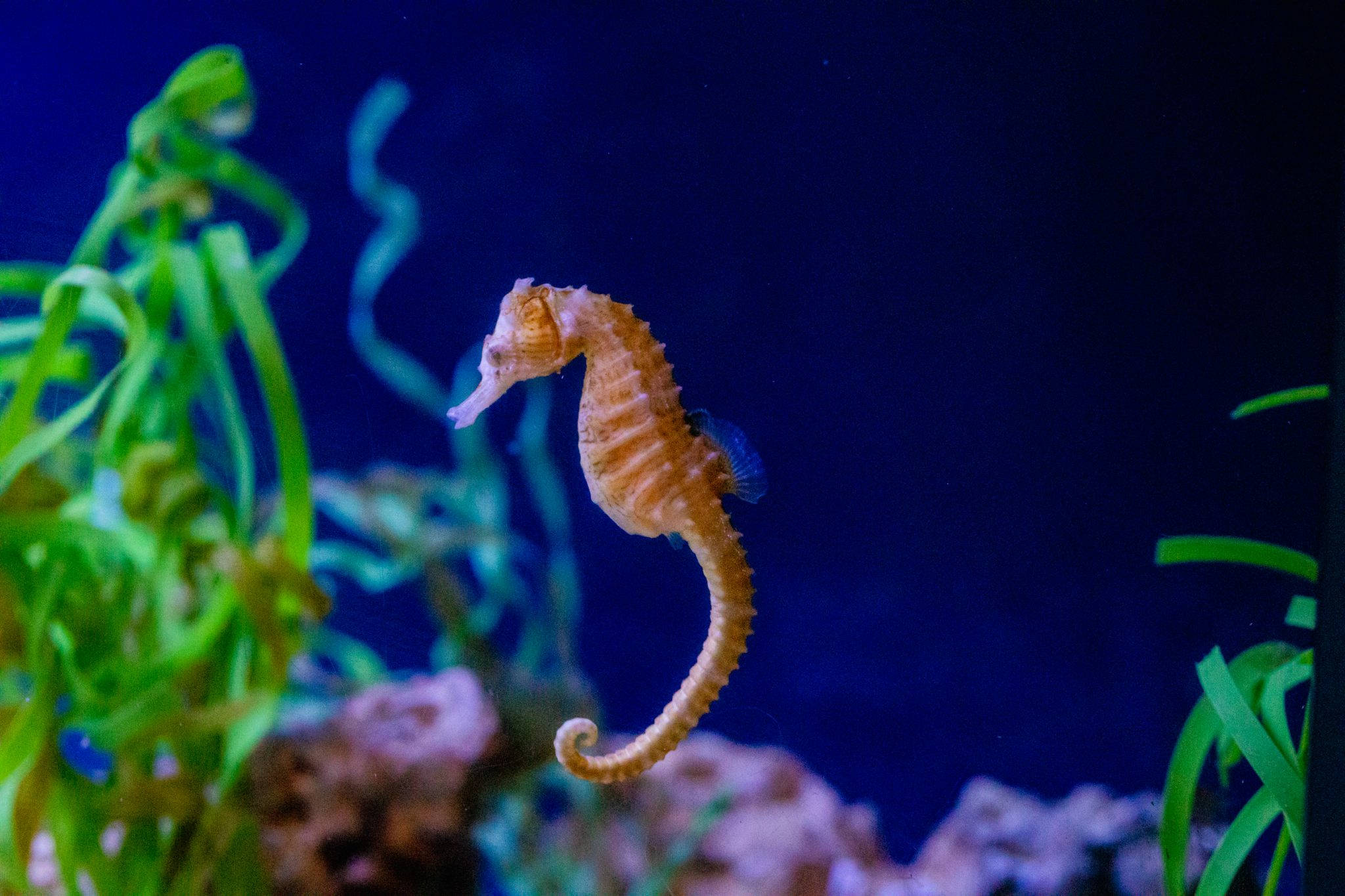 orange seahorse, glowing green seaweed, deep blue underwater backdrop, Full HD Desktop Wallpaper