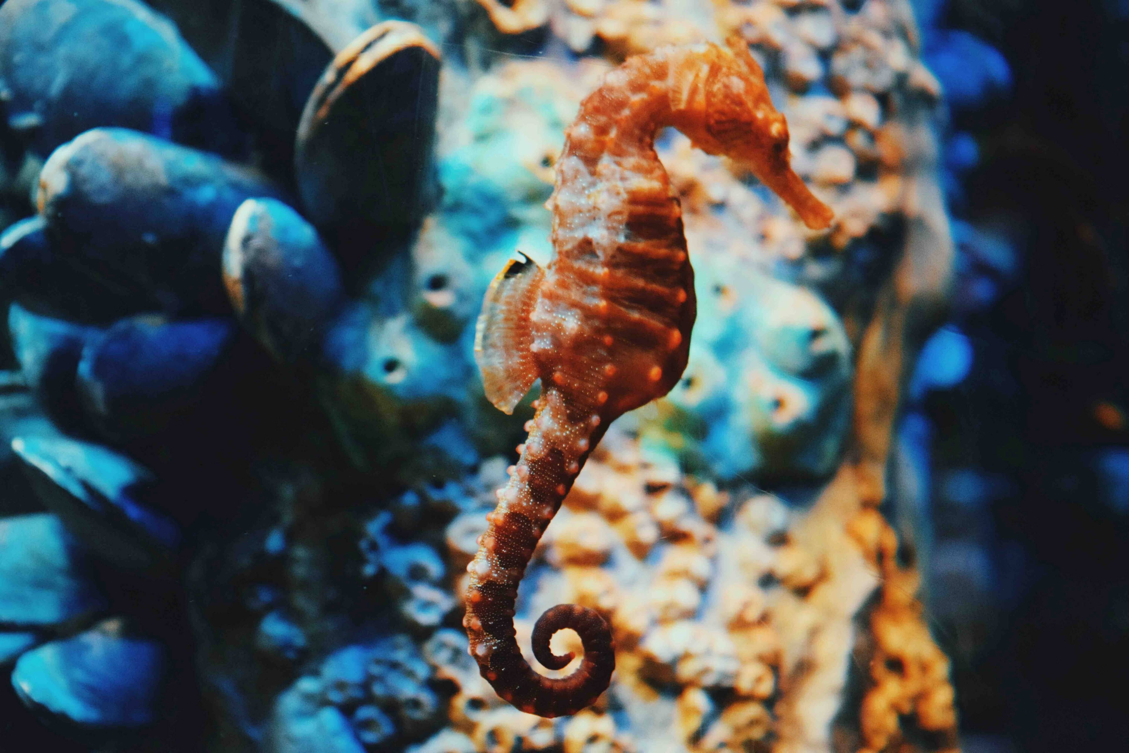 slender orange seahorse, vibrant orange, blue and orange coral, 4K Desktop Wallpaper
