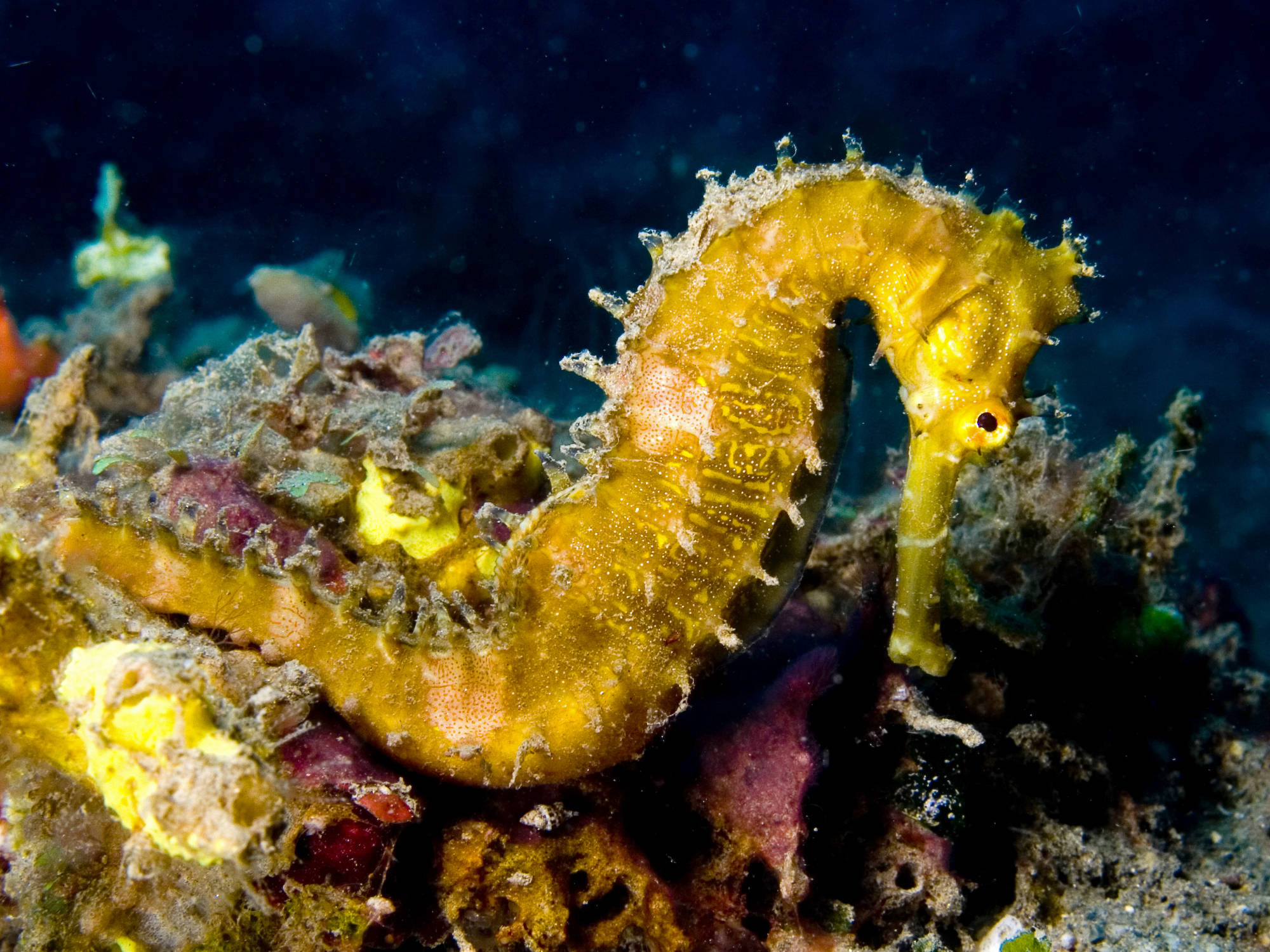 yellow seahorse, colorful coral, marine life, Full HD Desktop Wallpaper