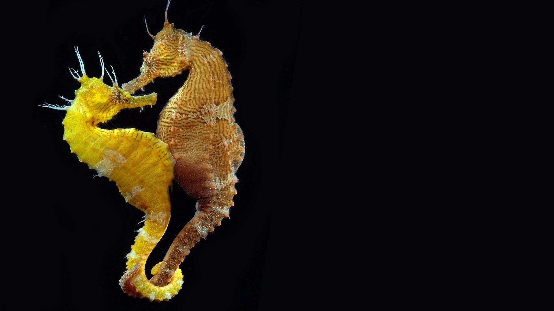 yellow orange seahorse lovers, yellow seahorse, orange seahorse, Full HD Desktop Wallpaper