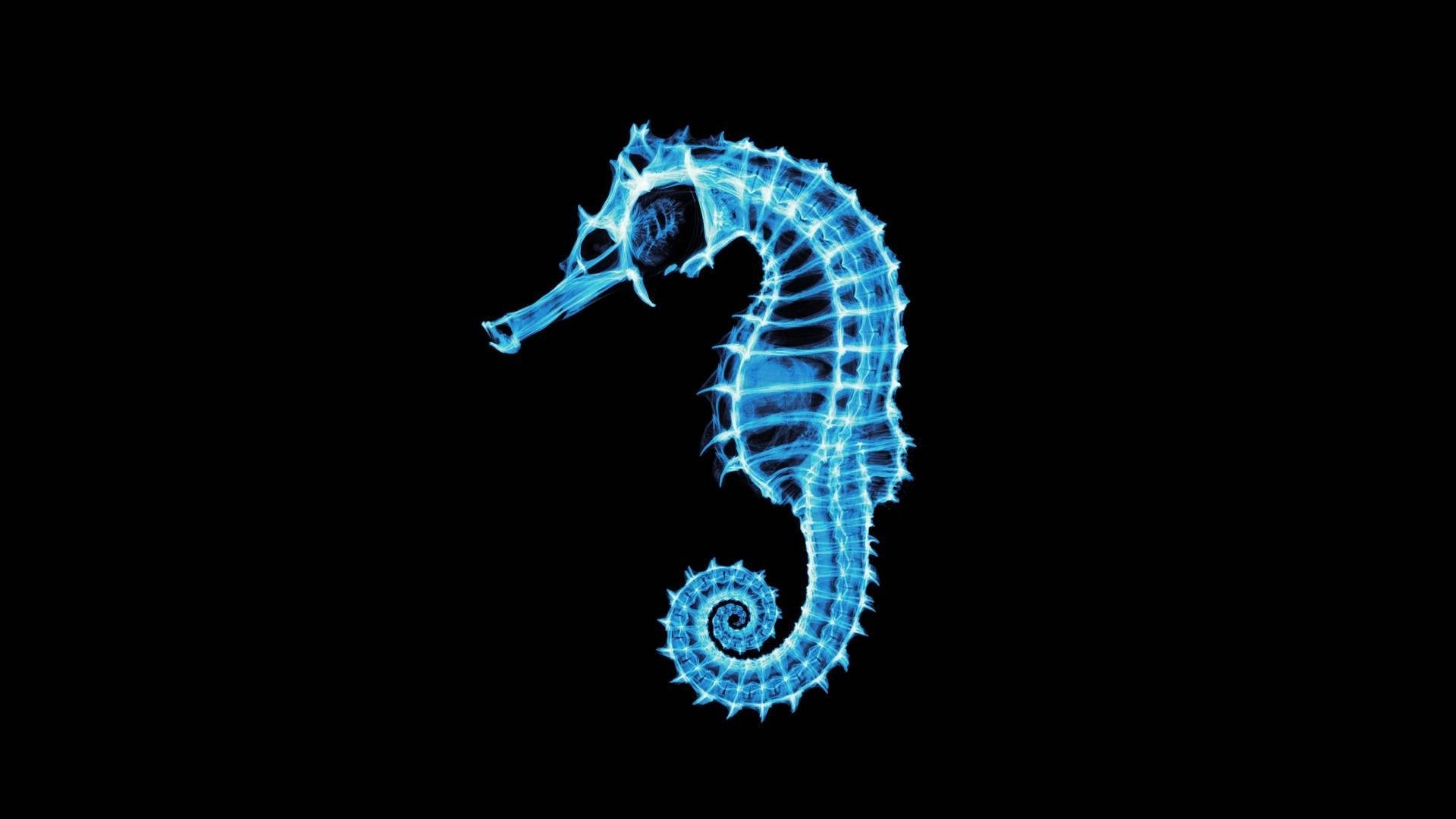 ultraviolet blue seahorse, glowing blue seahorse, electric outlines, Full HD Desktop Wallpaper