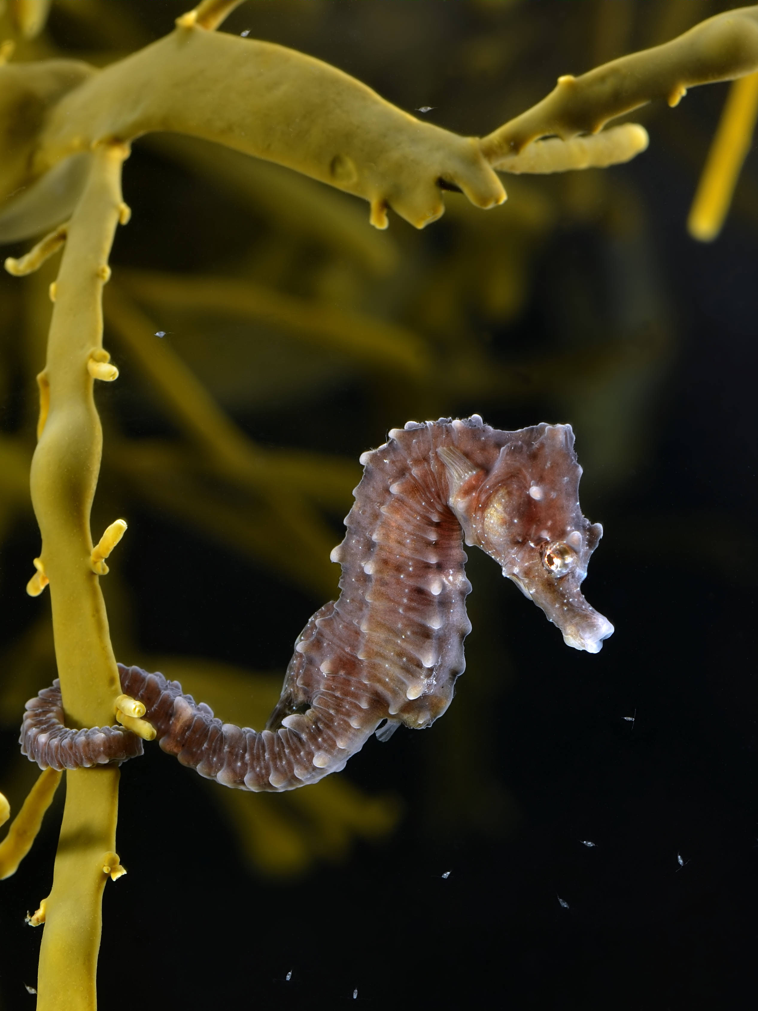 brown freshwater seahorse, vibrant yellow kelp, dark underwater backdrop, 2K Phone Wallpaper