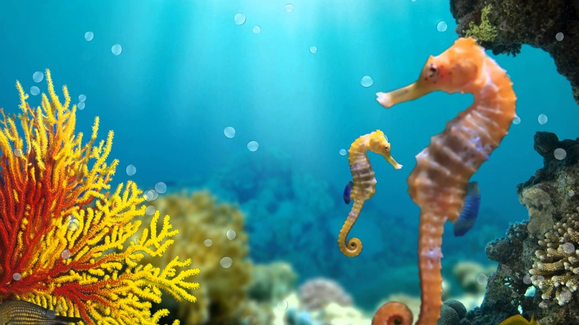 wonderful yellow orange seahorse, vibrant coral, sunlit ocean water, Full HD Desktop Wallpaper