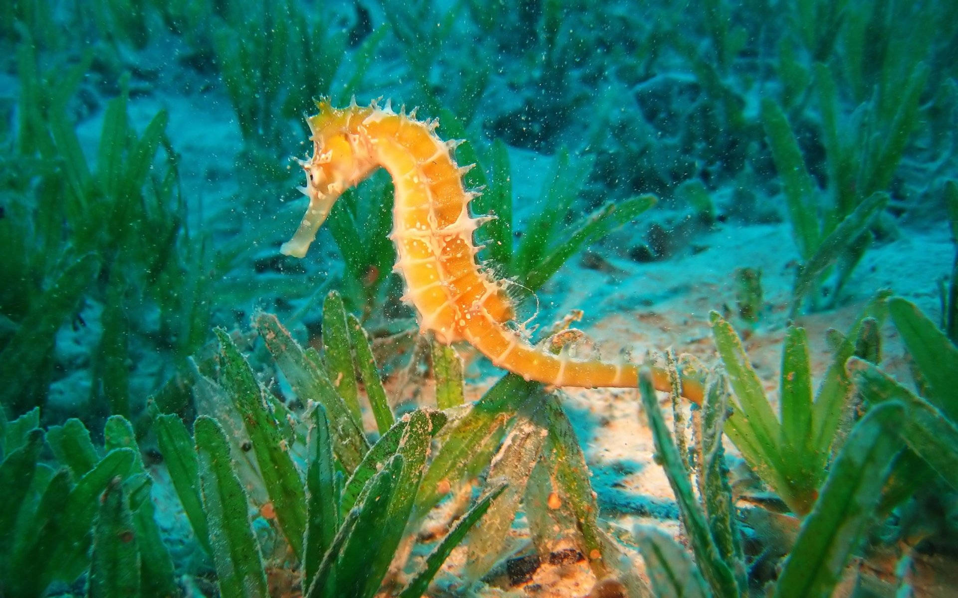 golden seahorse, vibrant orange seahorse, lush green sea grass, Full HD Desktop Wallpaper