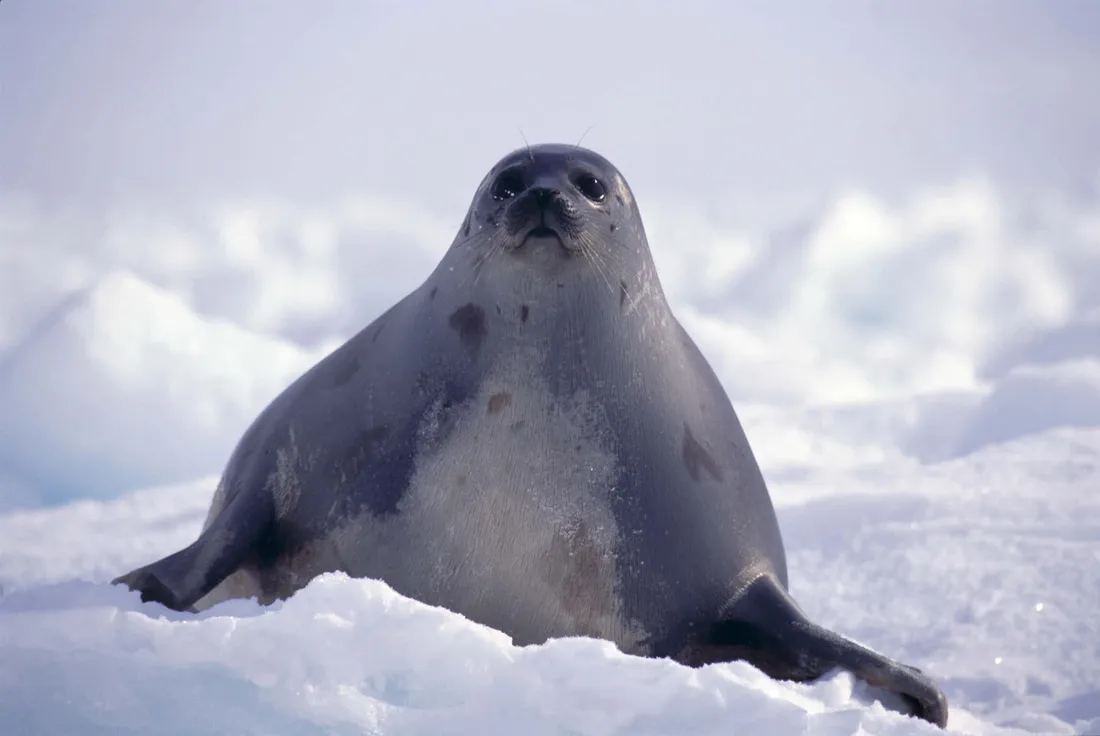 Seal