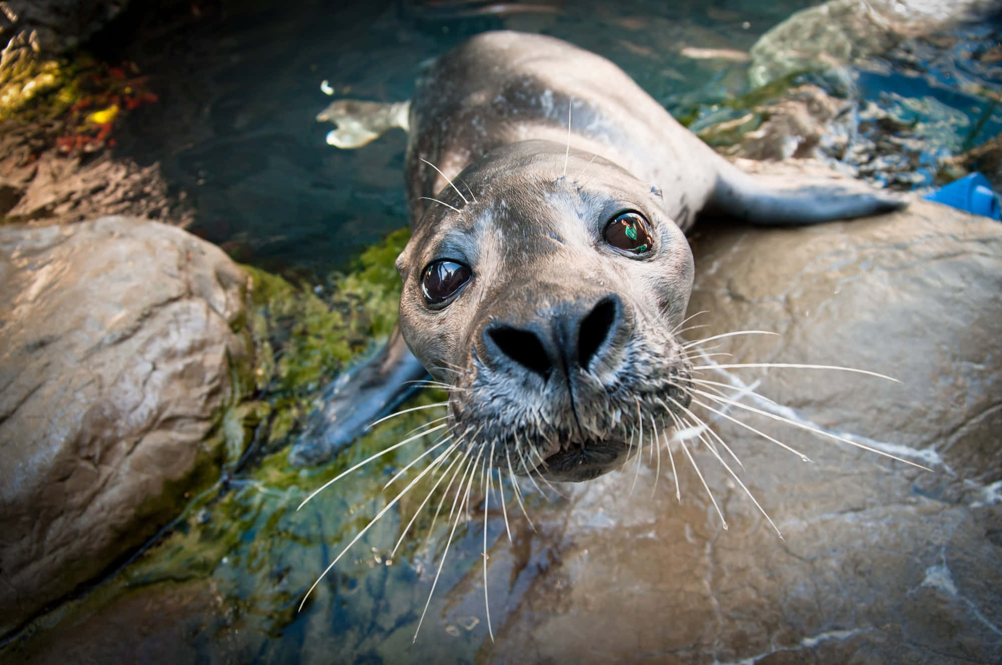 seal pup, shallow water, mossy rocks, Full HD Desktop Wallpaper