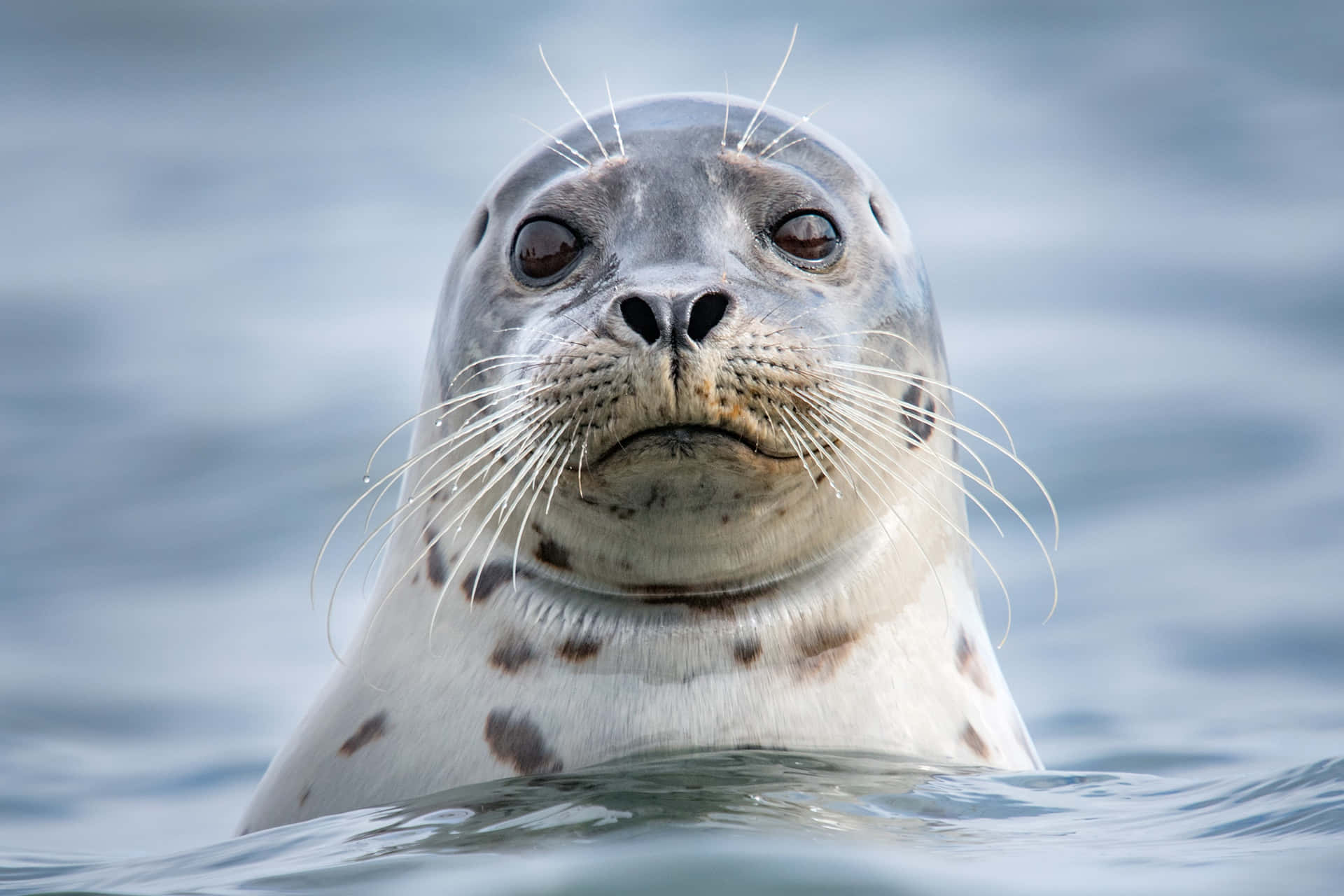 spotted seal, whiskers, calm blue water, Full HD Desktop Wallpaper