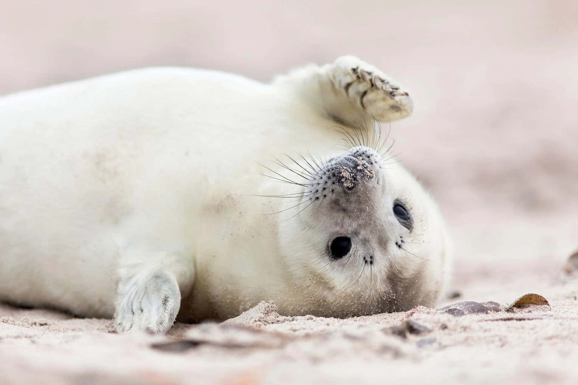 seal, rocks, sea, Full HD Desktop Wallpaper