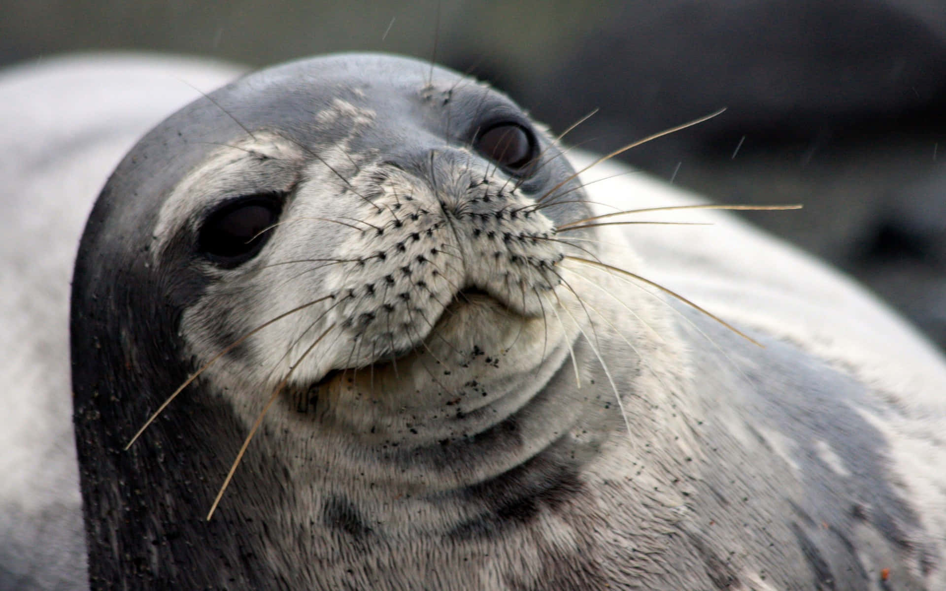 seal, whiskers, dark eyes, Full HD Desktop Wallpaper