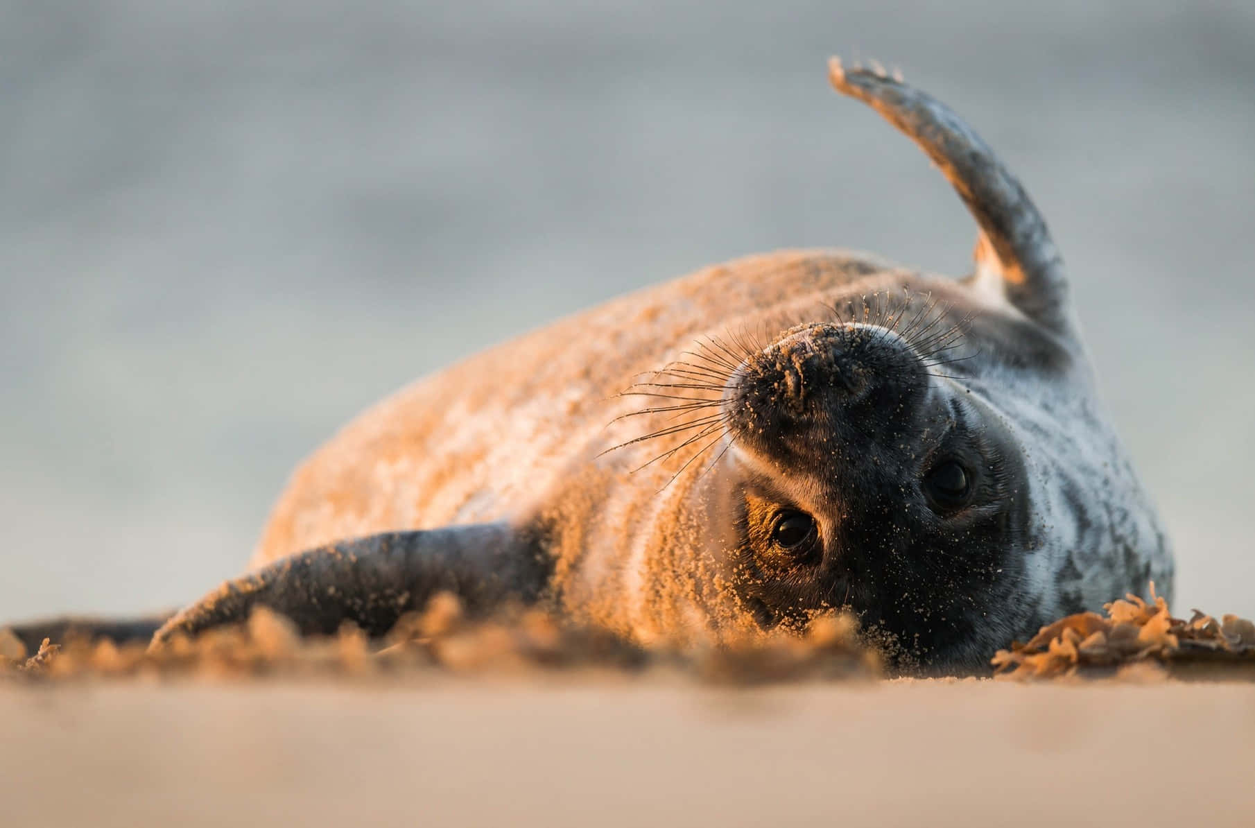 Sunset, Seal, beach, HD Desktop Wallpaper