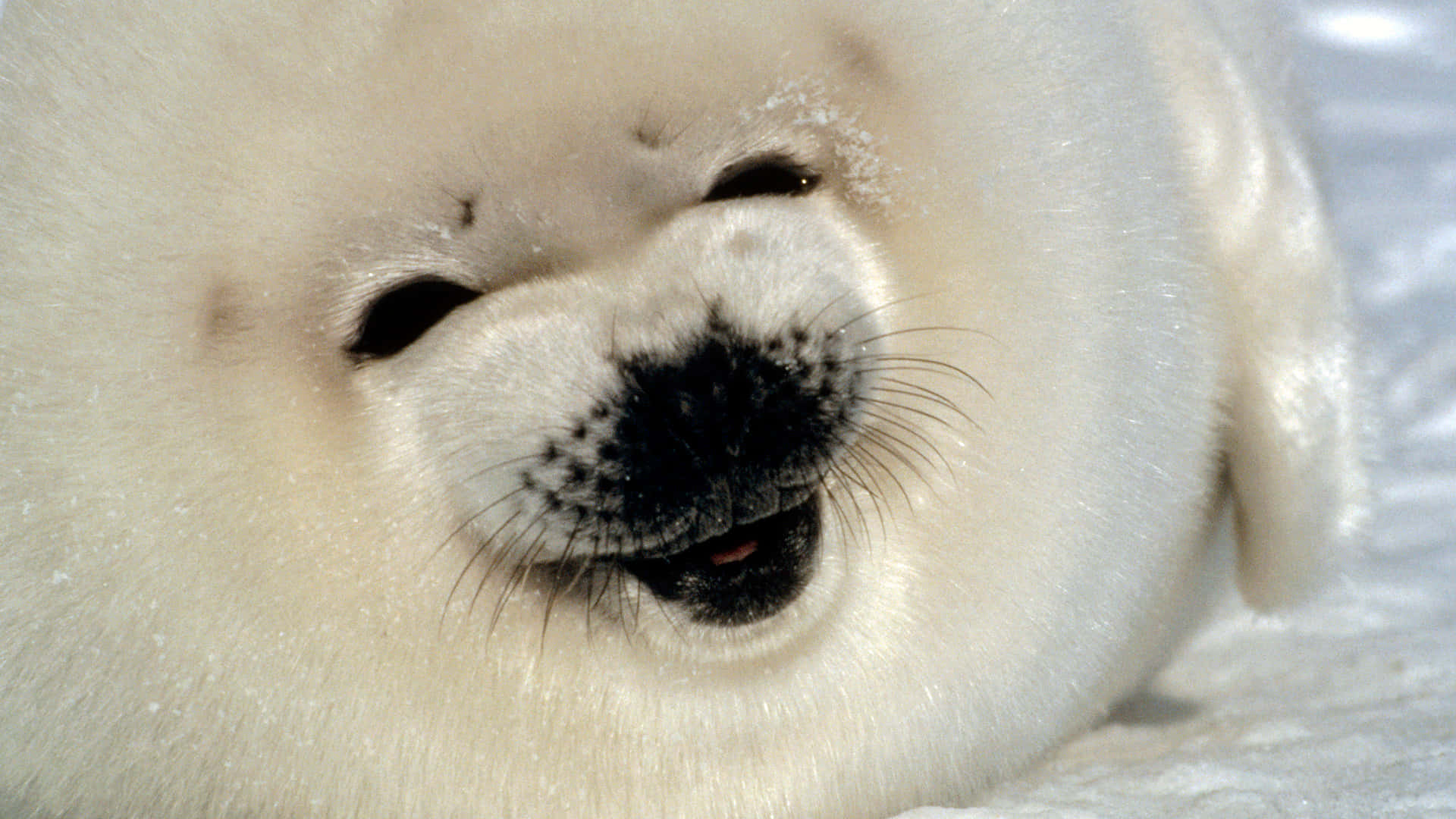 baby harp seal, fluffy white seal pup, black nose, Full HD Desktop Wallpaper