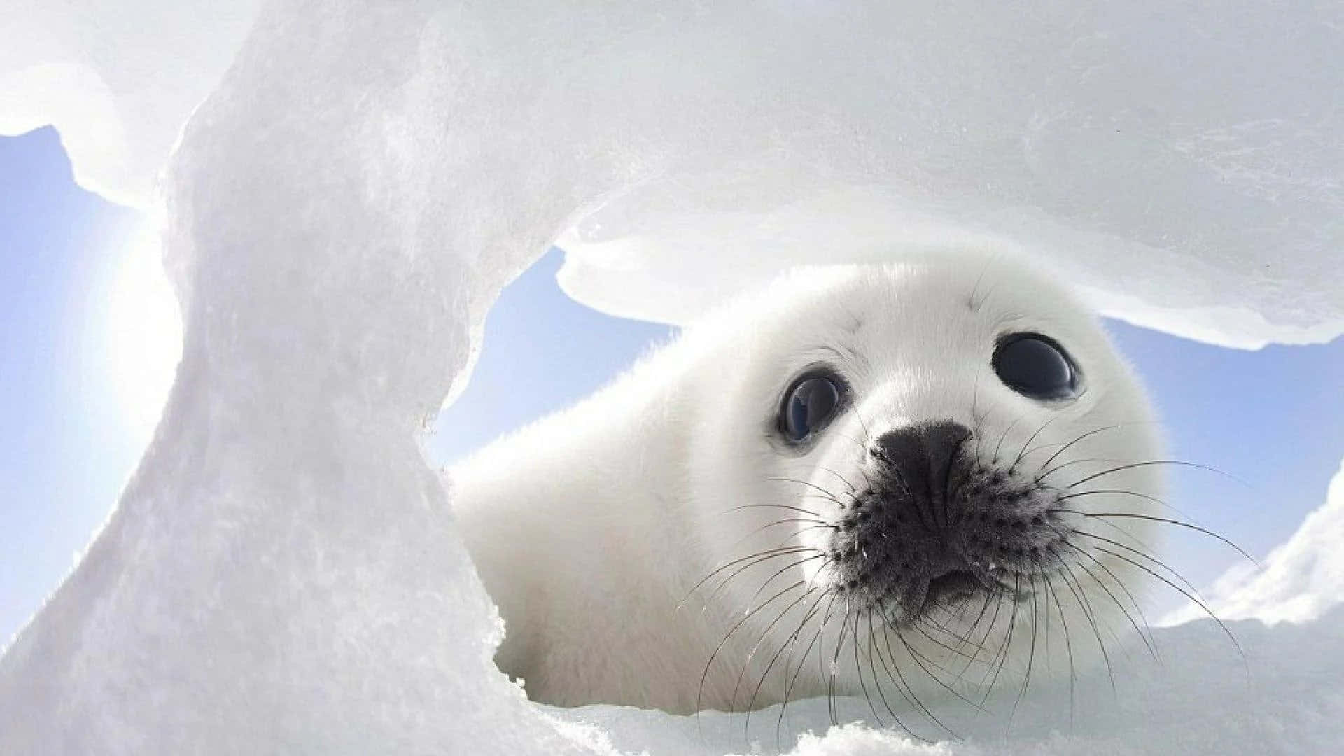 baby seal, white seal pup, snowy ice hole, Full HD Desktop Wallpaper