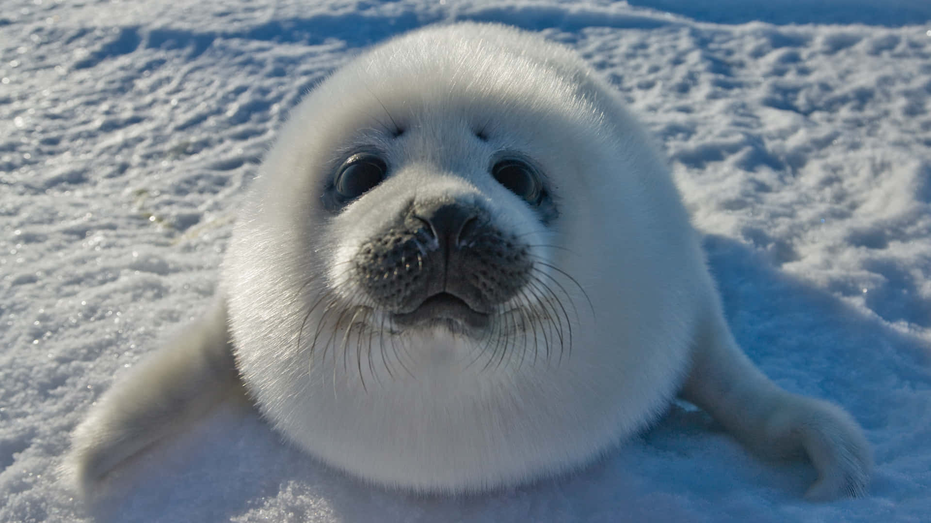 baby harp seal, snow, sunlit, Full HD Desktop Wallpaper