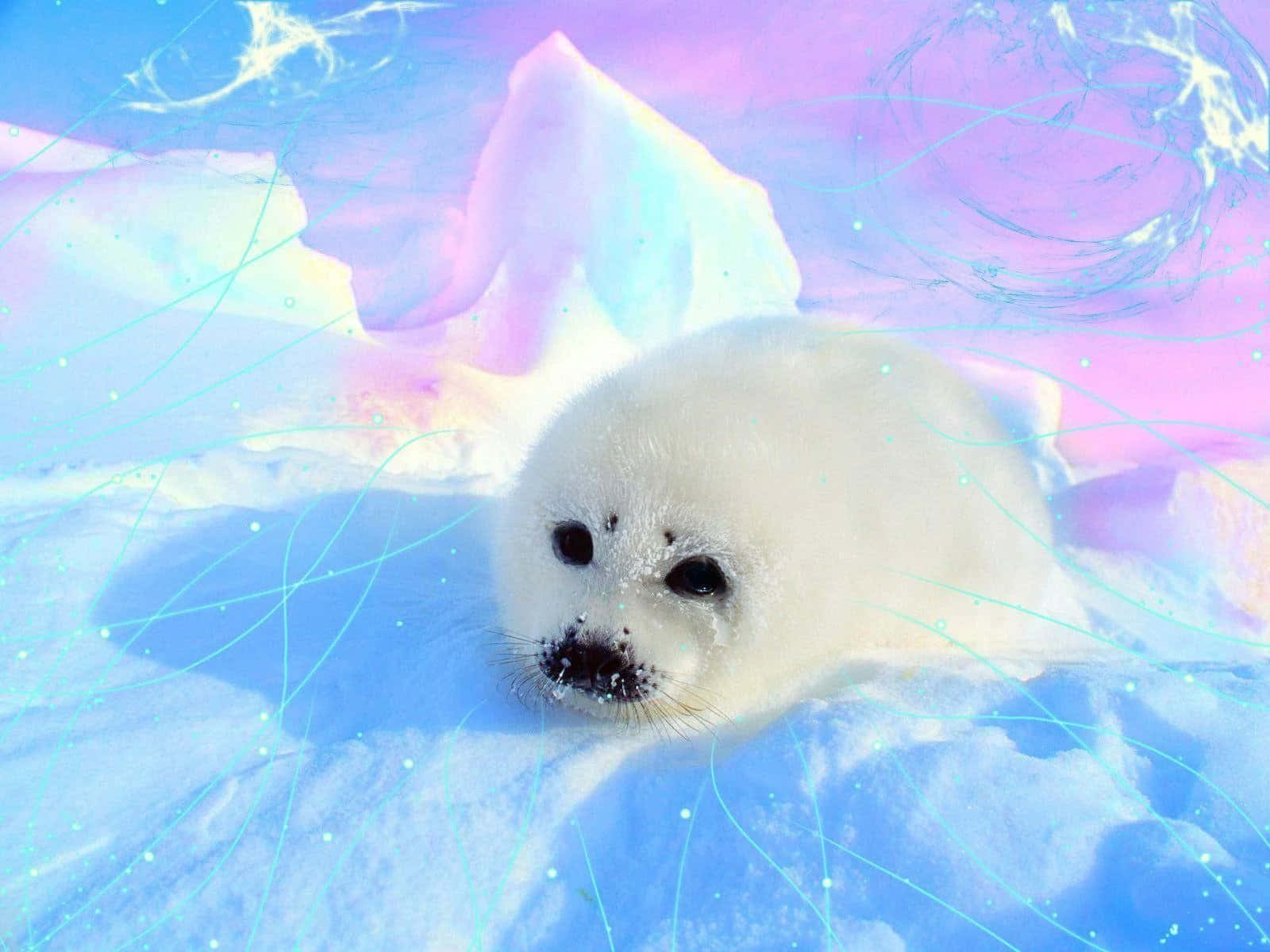 seal pup, snowy ice, pastel sky, HD Desktop Wallpaper