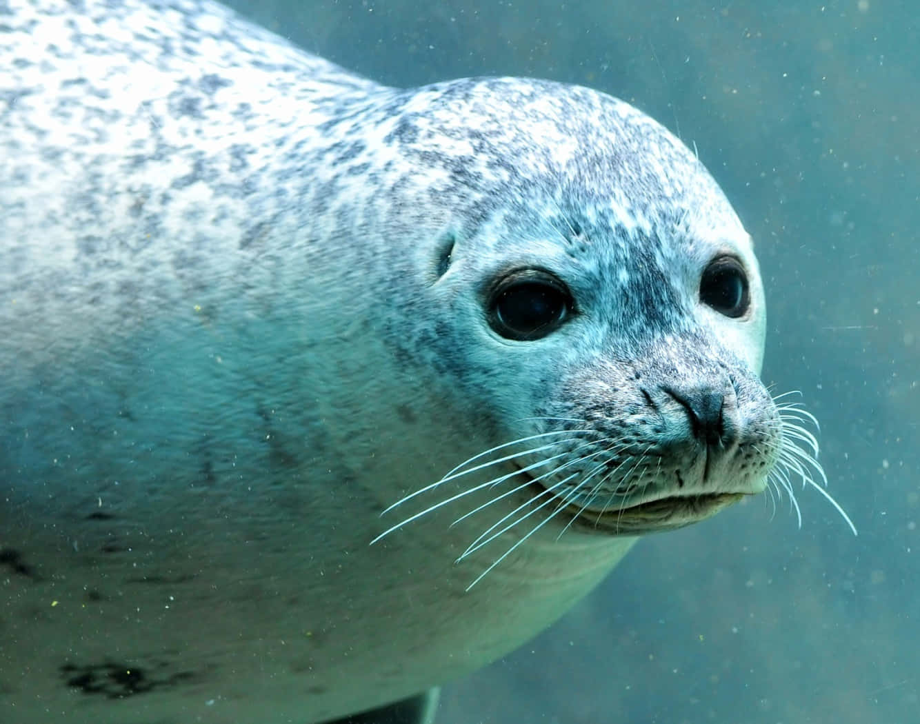 spotted seal, blue-green water, underwater shot, HD Desktop Wallpaper
