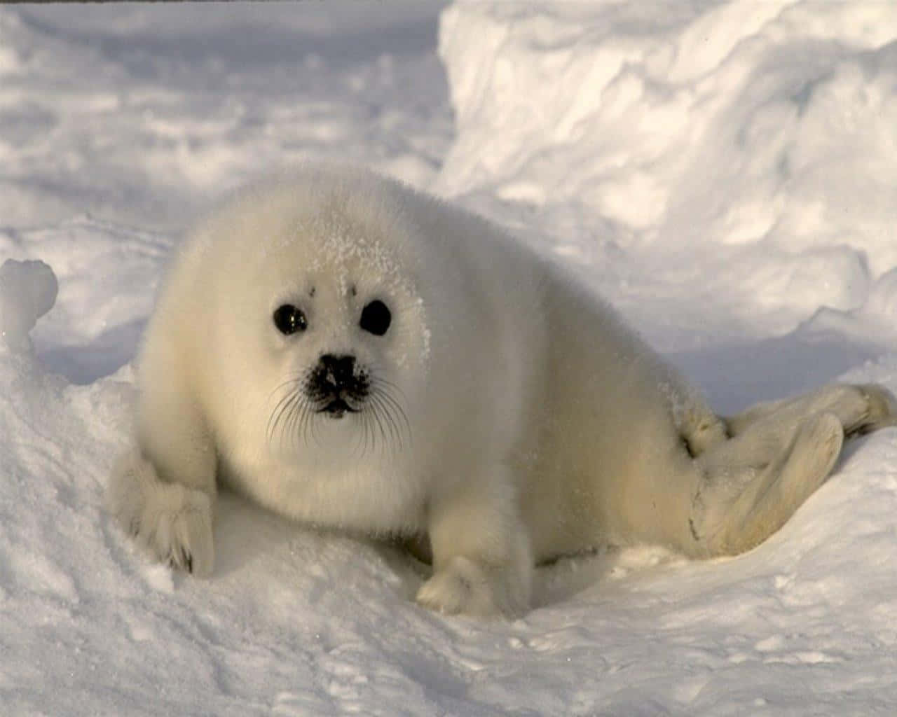 baby harp seal, snow, fluffy white, HD Desktop Wallpaper