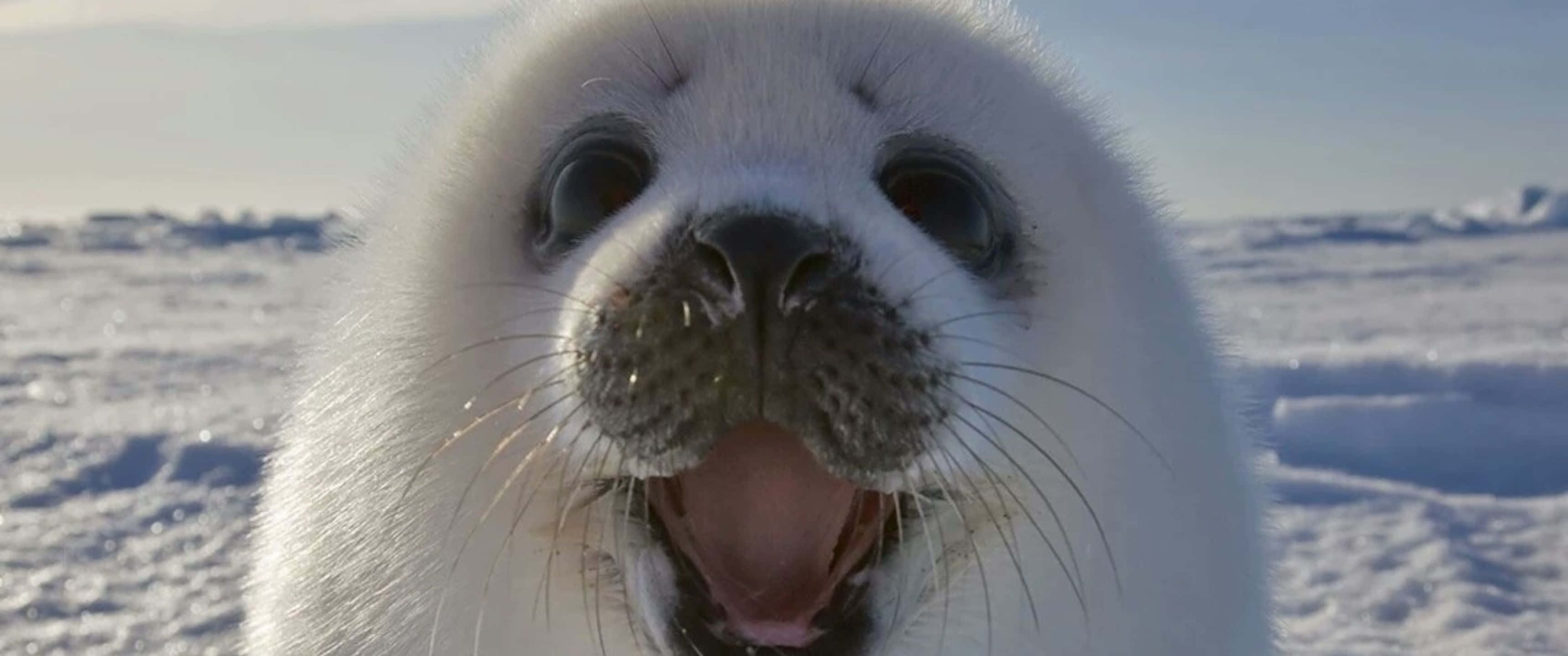 white harp seal, fluffy white seal pup, snowy Arctic backdrop, 2K Desktop Wallpaper
