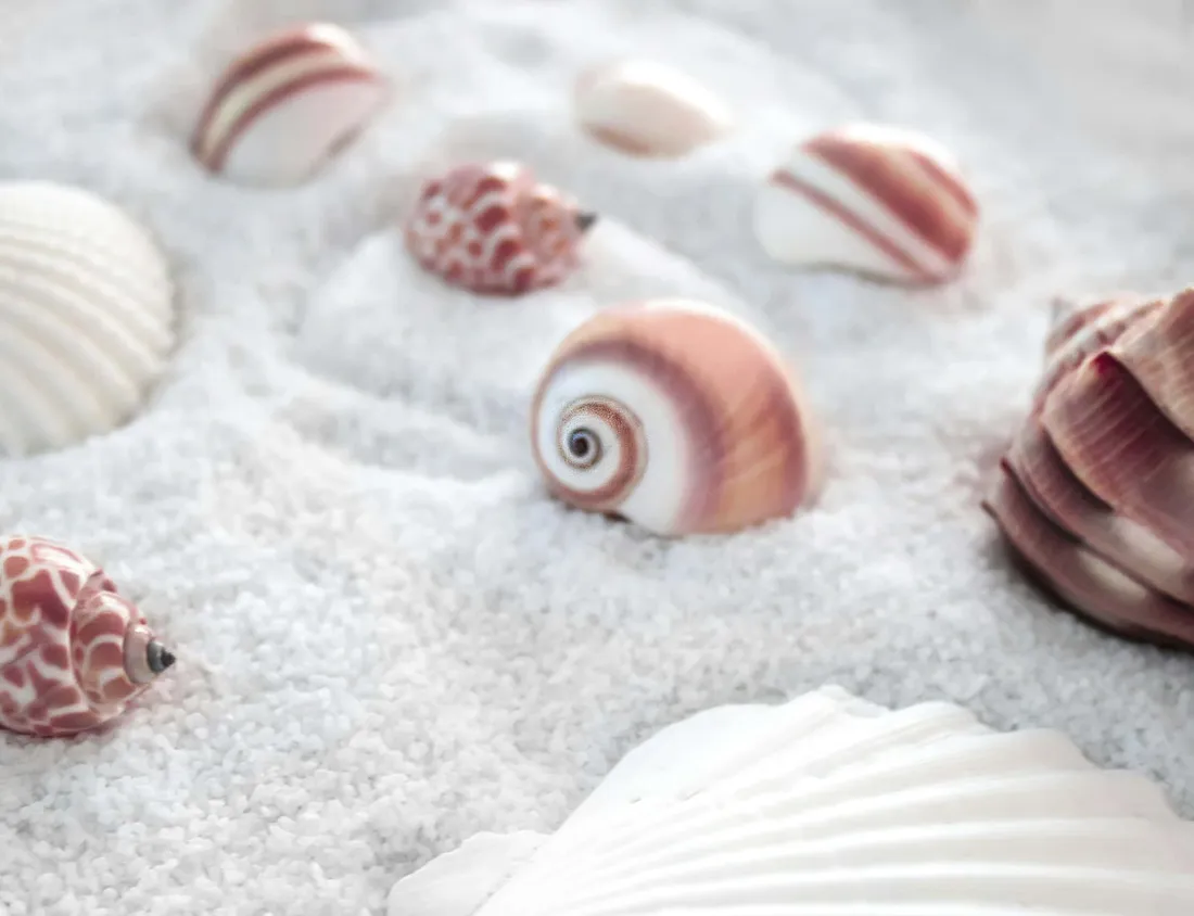 Seashell Aesthetic