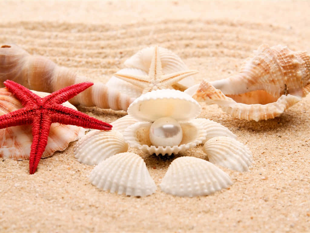 white seashells, white pearl, vibrant red starfish, SD Desktop Wallpaper
