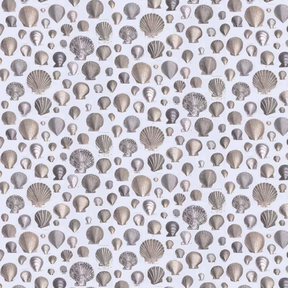 seashell aesthetic, silver-toned seashells, pale blue background, SD Desktop Wallpaper
