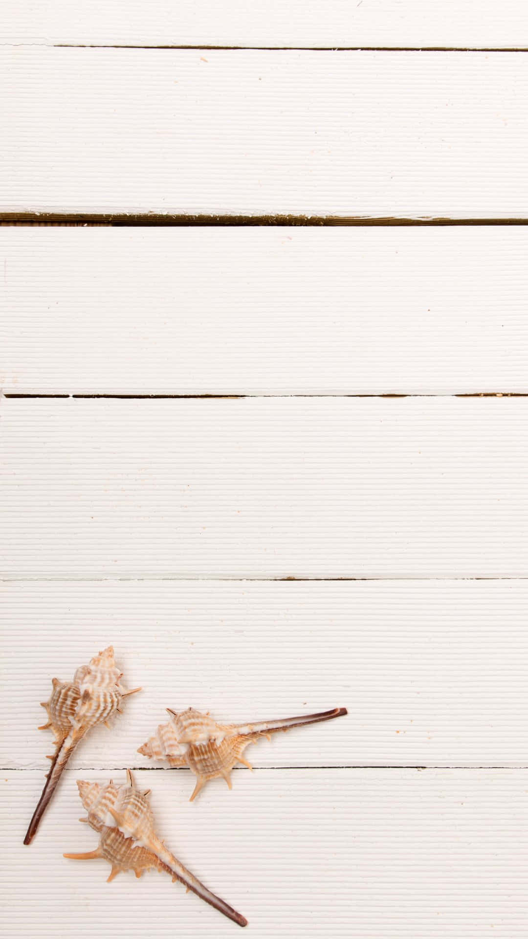 white weathered wooden planks, beige spiky sea shells, minimalist coastal scene, Full HD Phone Wallpaper