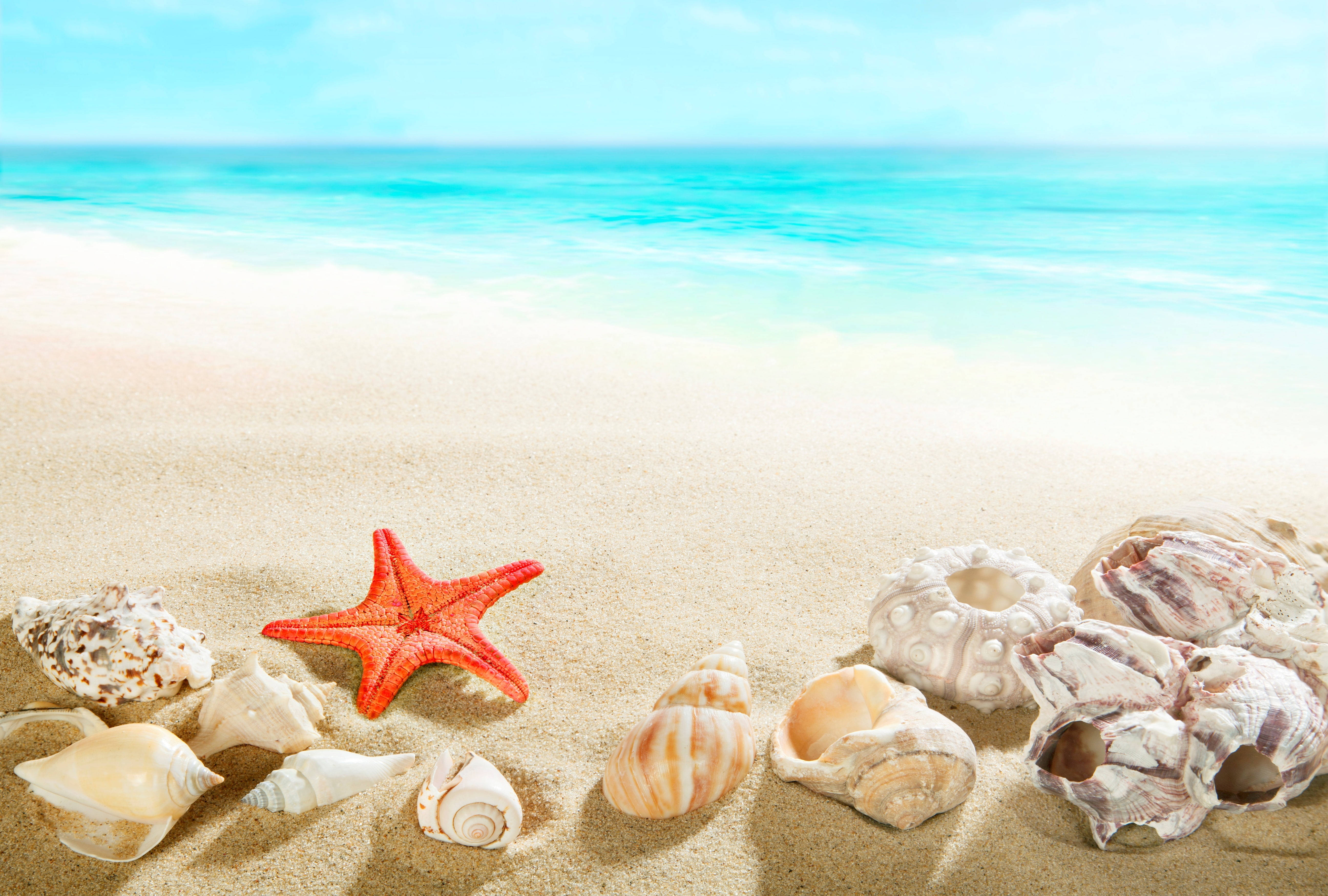 vibrant orange starfish, assorted seashells, sunlit golden sand, 5K Desktop Wallpaper